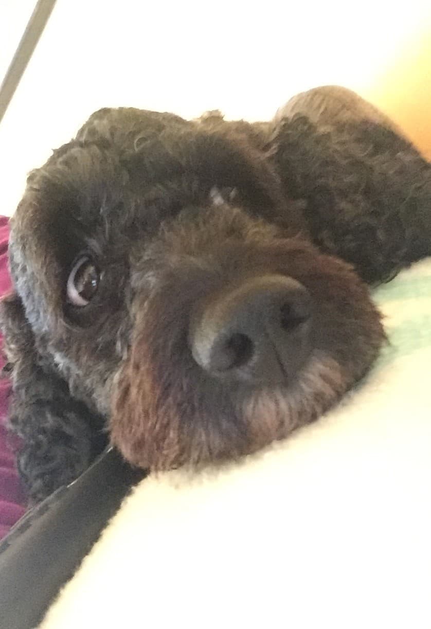 Photo of Dexter- The little 'ol man miracle