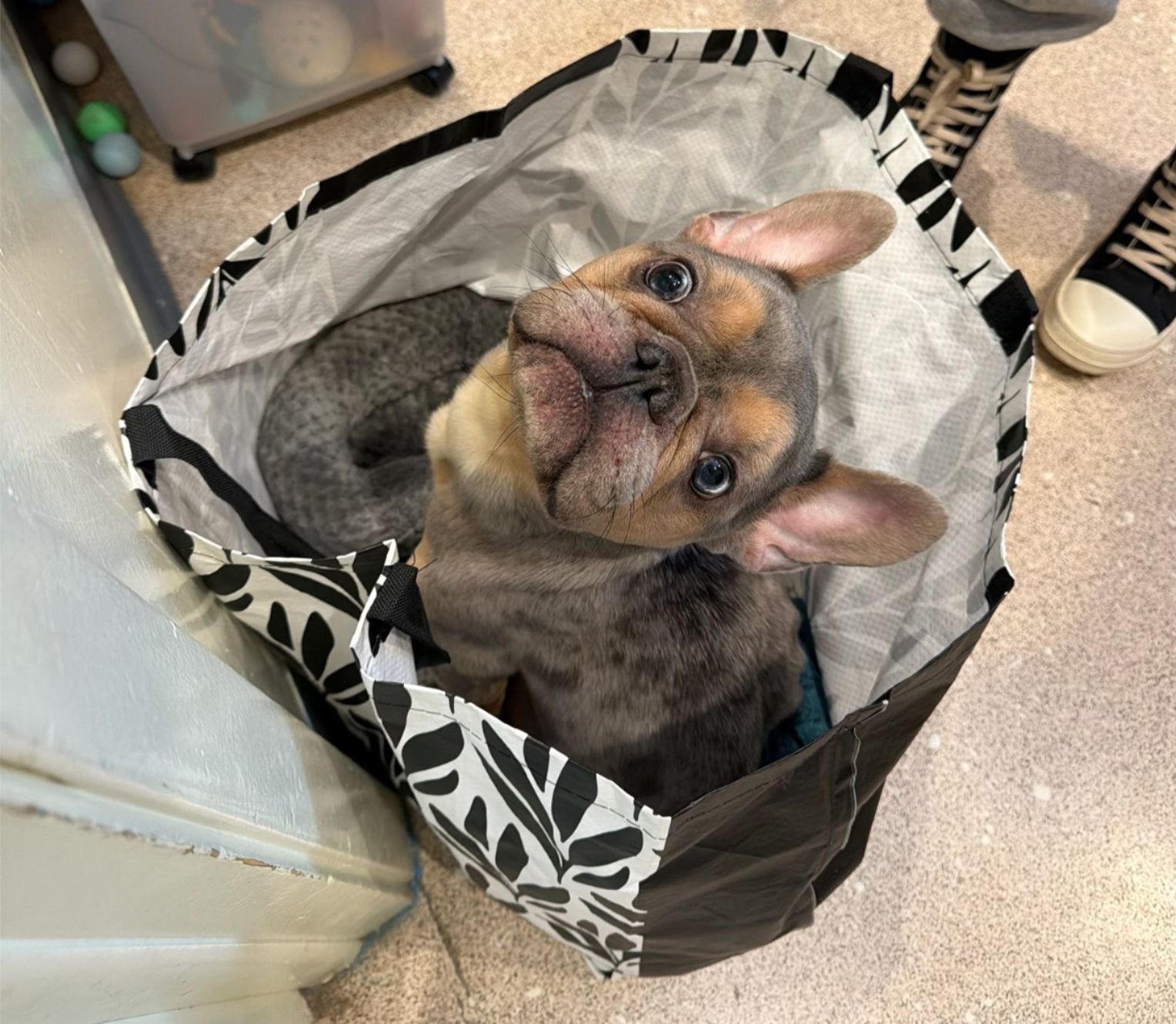 Photo of Zeus