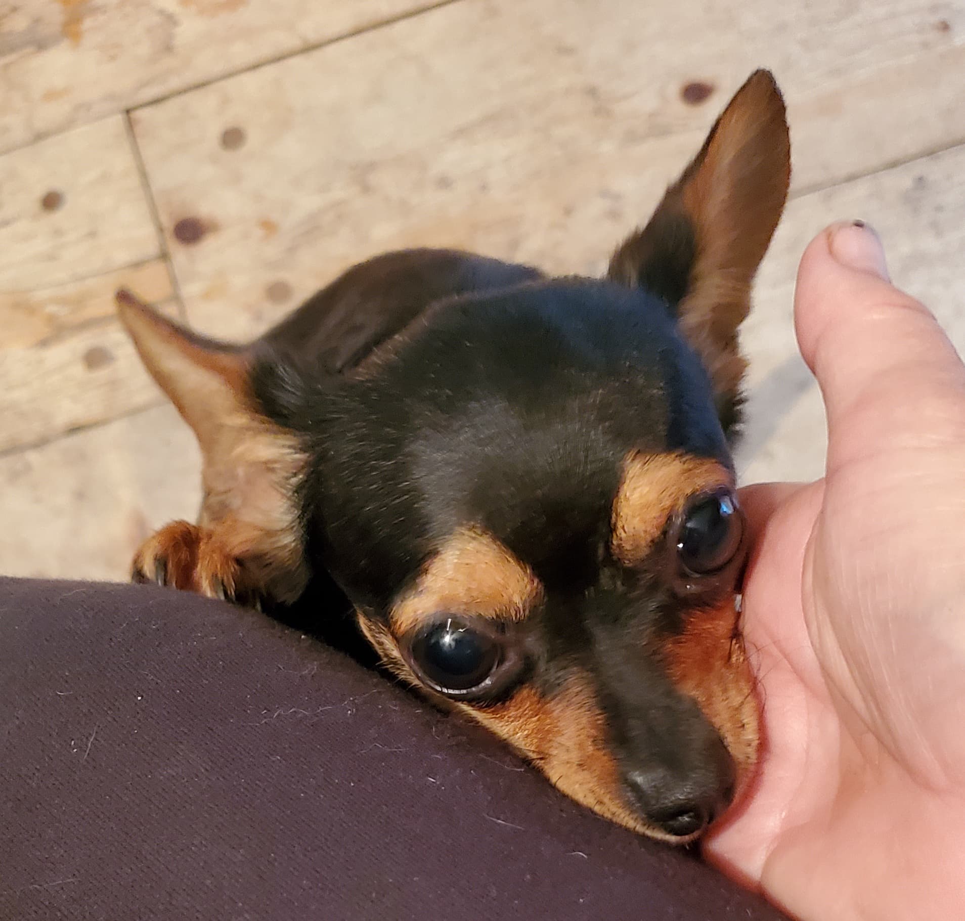 Photo of Poppy