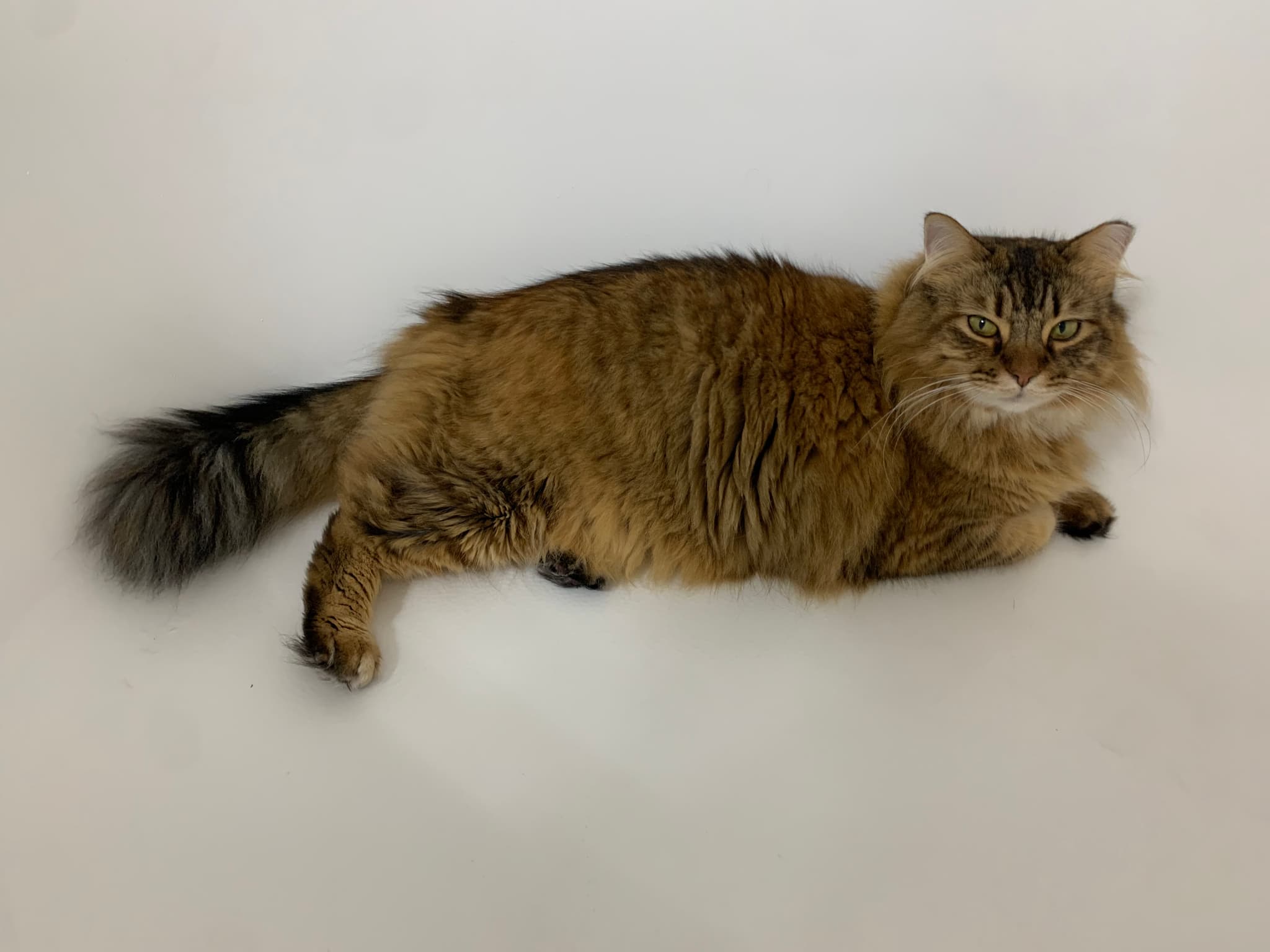 Photo of Allisa Meowlano
