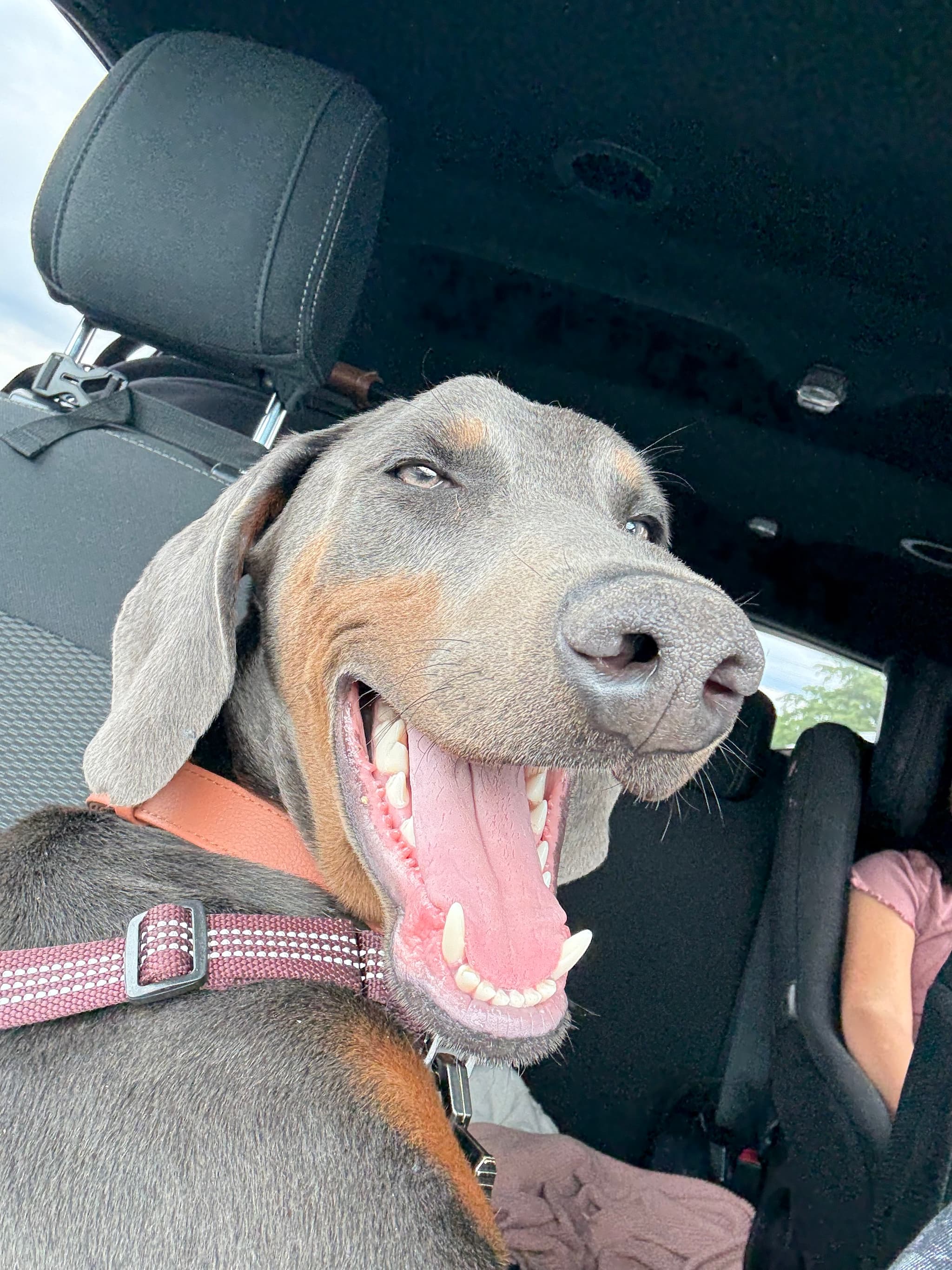 Photo of Pippen
