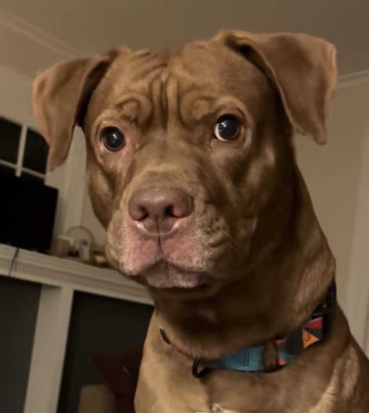 Photo of Hiccup