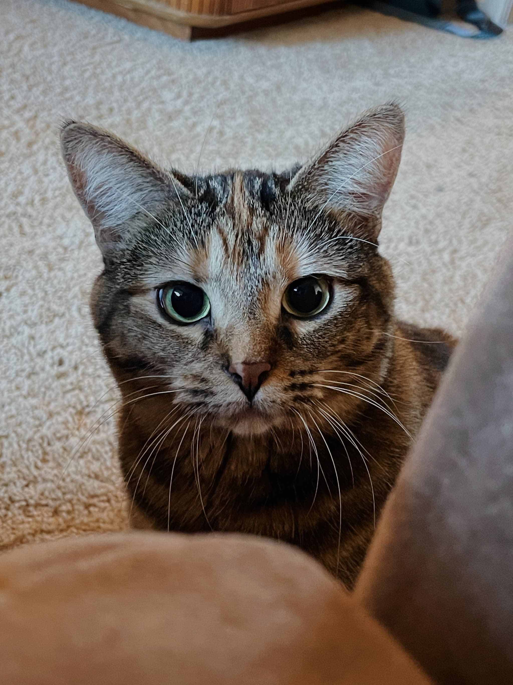 Photo of Olive