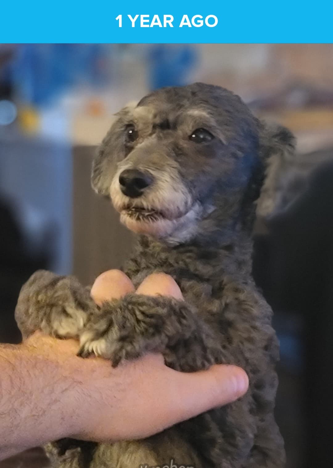 Photo of Willow Bean