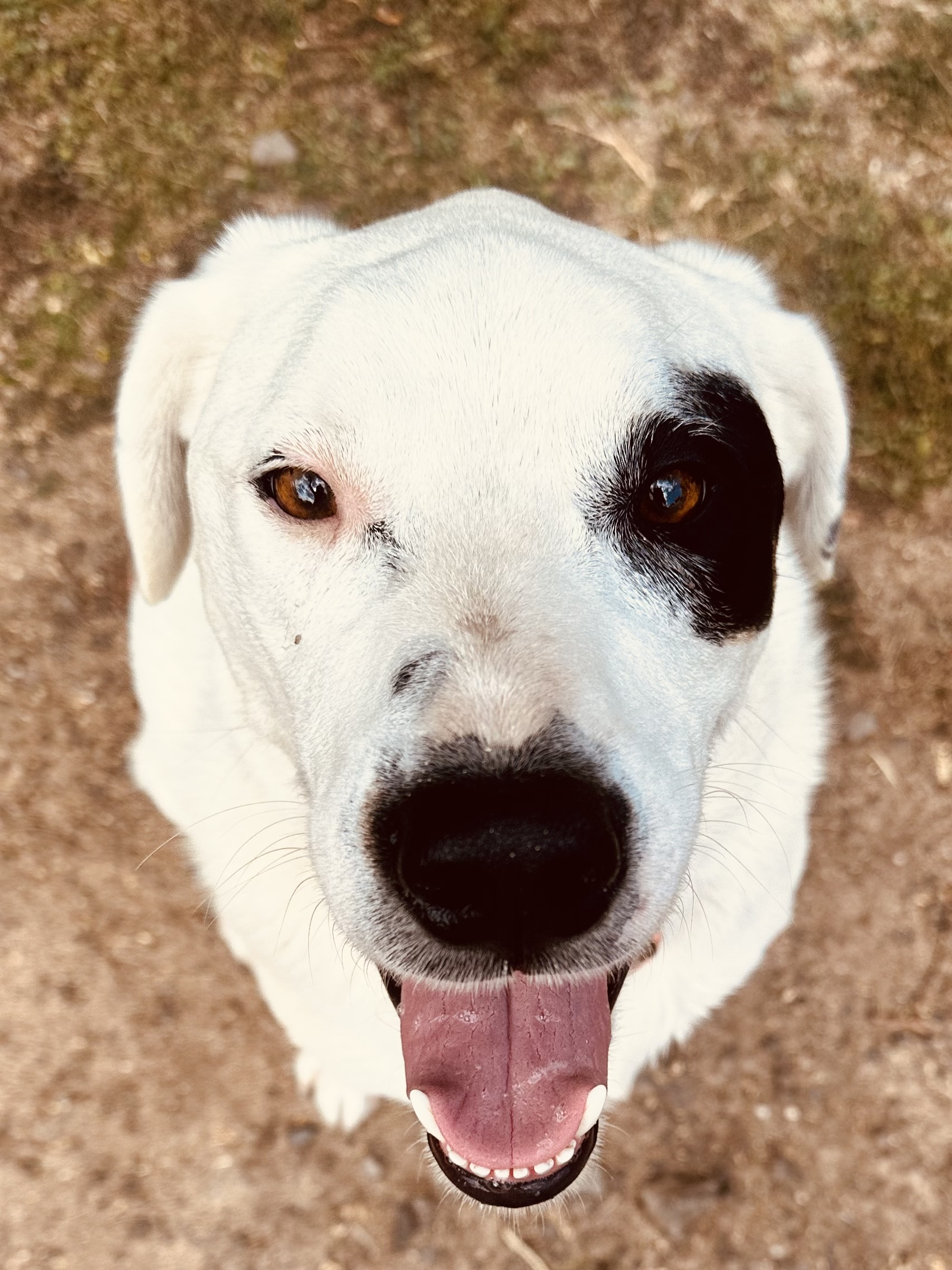 Photo of Romeo