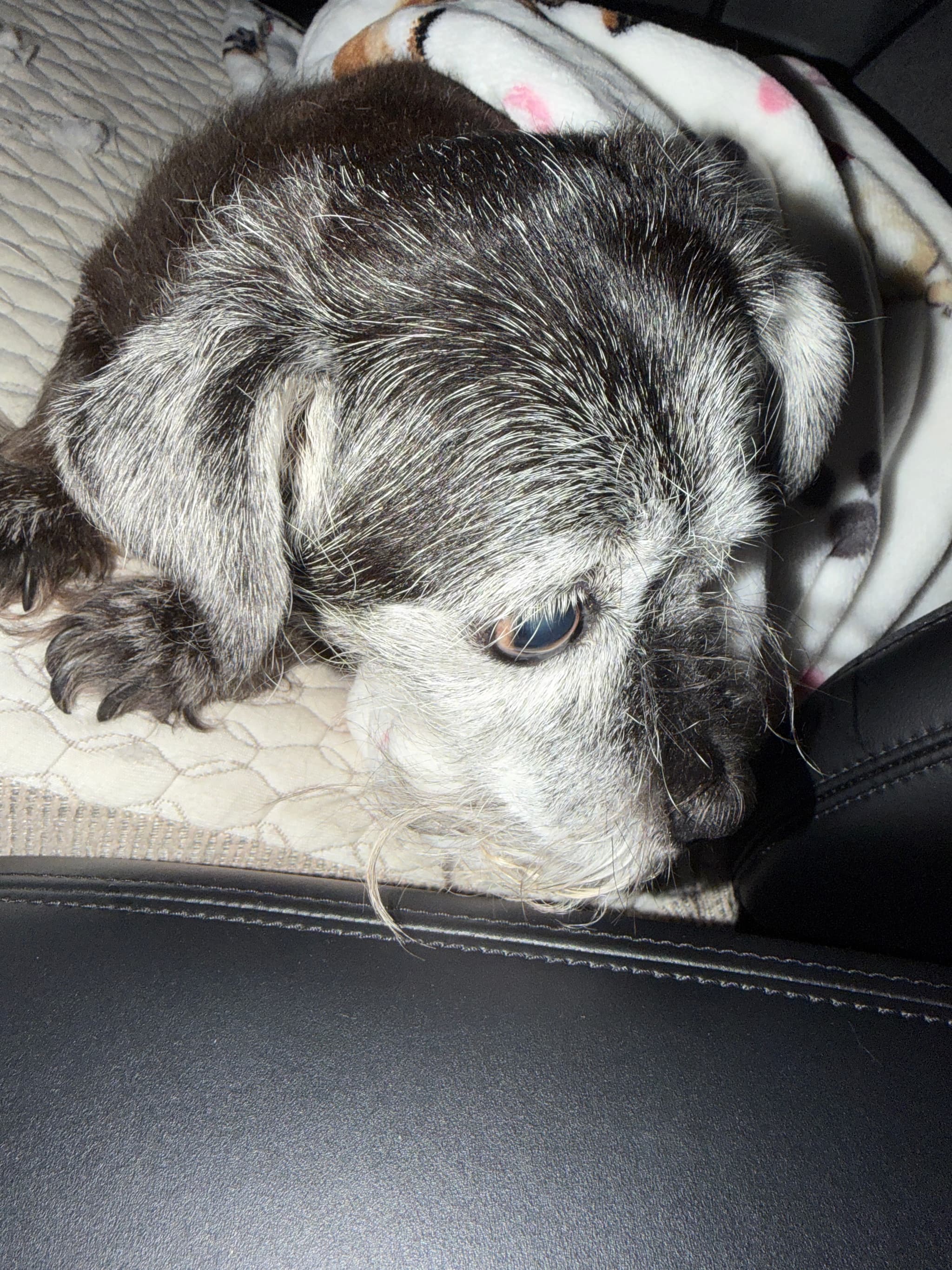 Photo of Max