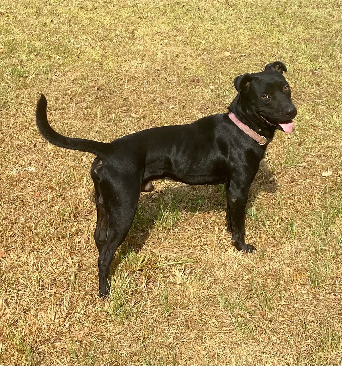 Photo of Fella