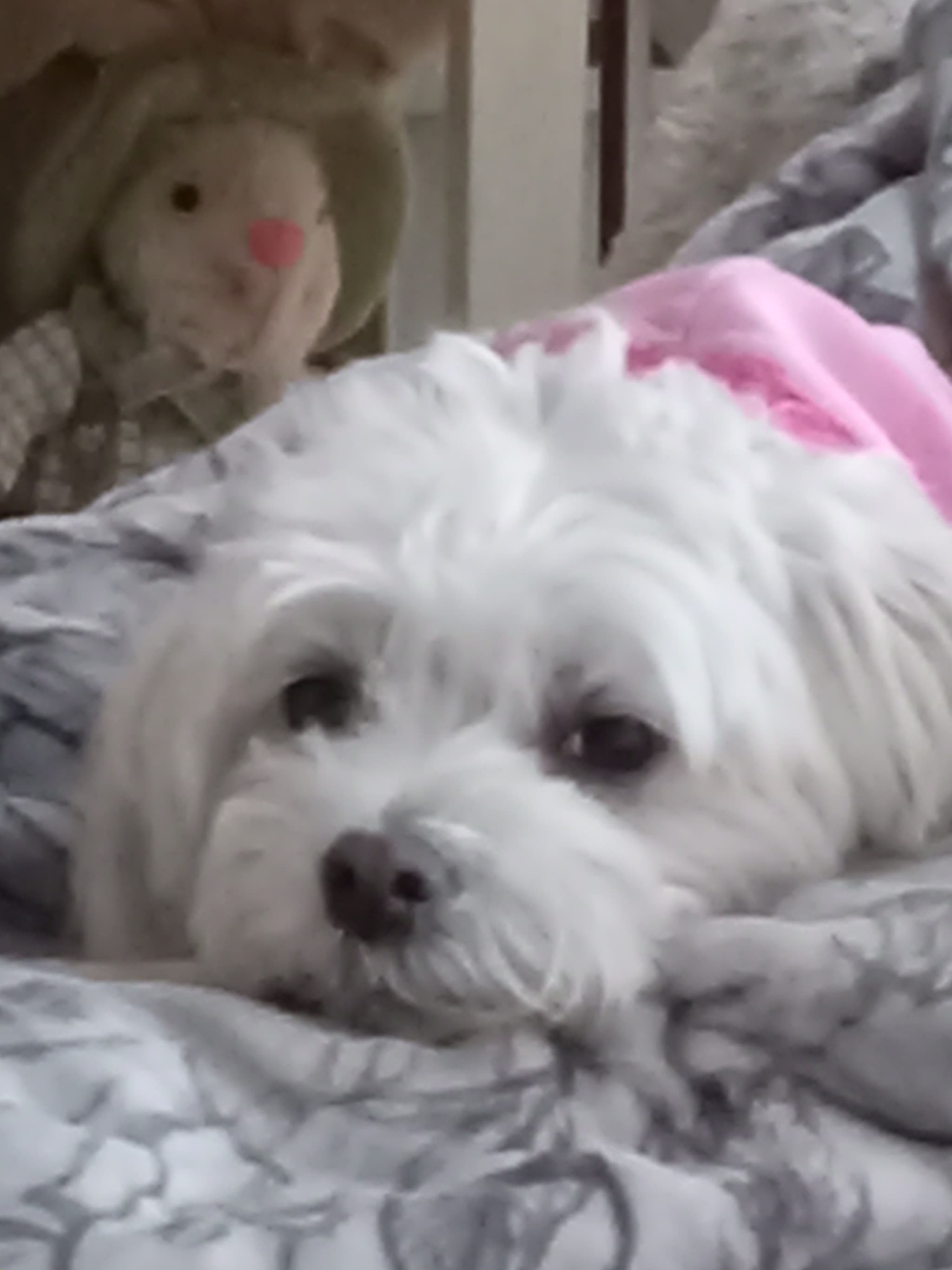Photo of LuLu