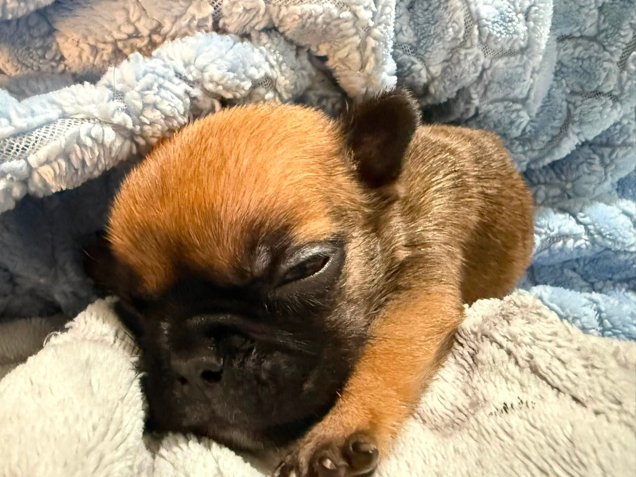 Photo of Auggie