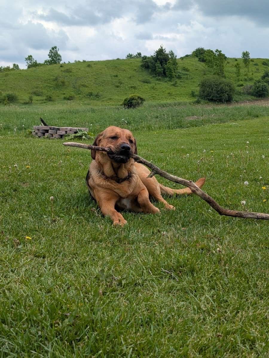 Photo of Thor