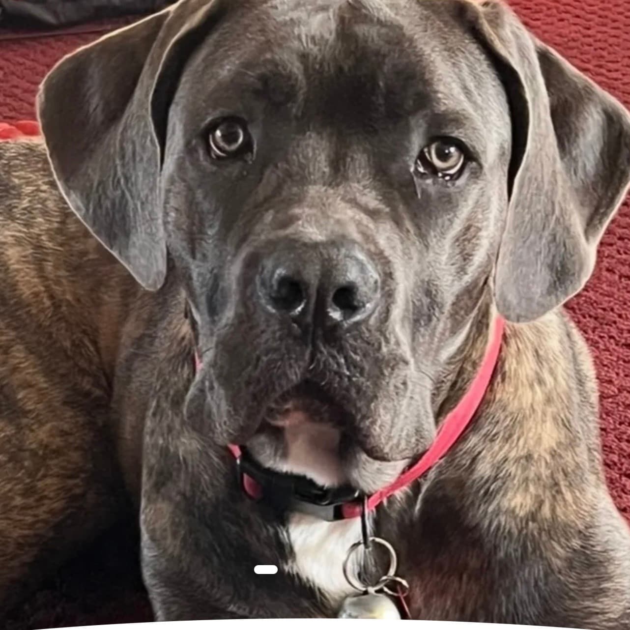 Photo of Smokey
