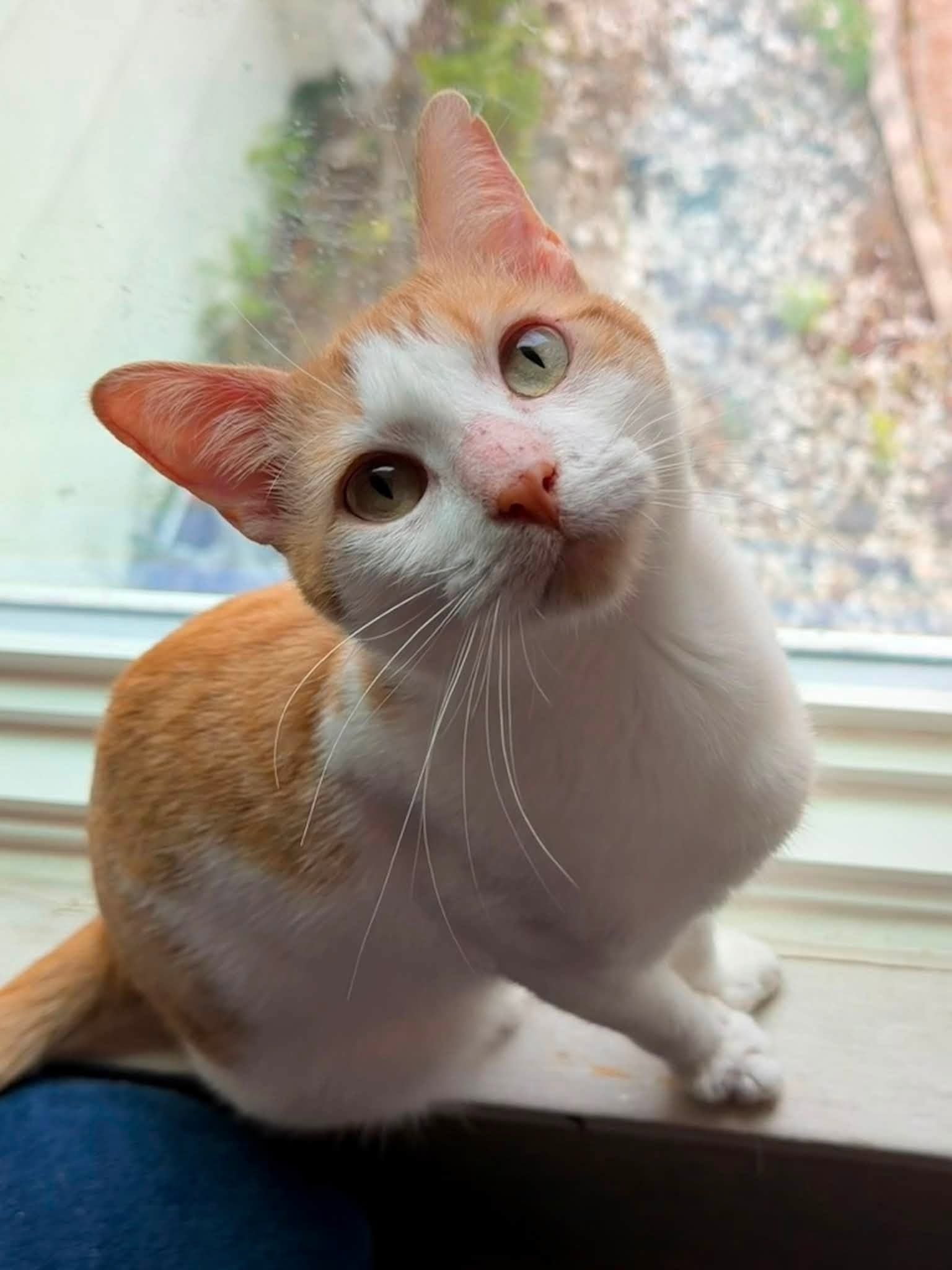 Photo of Phineas