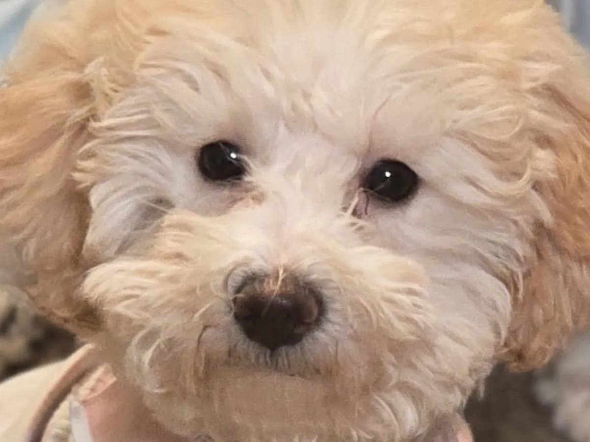 Photo of Daisy Luna