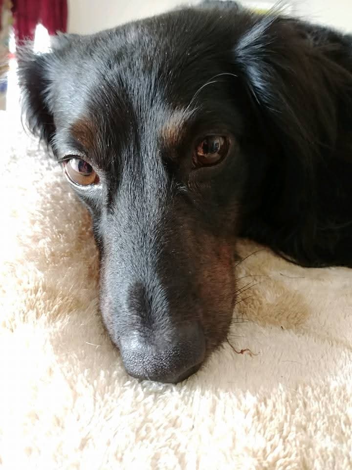 Photo of Lily