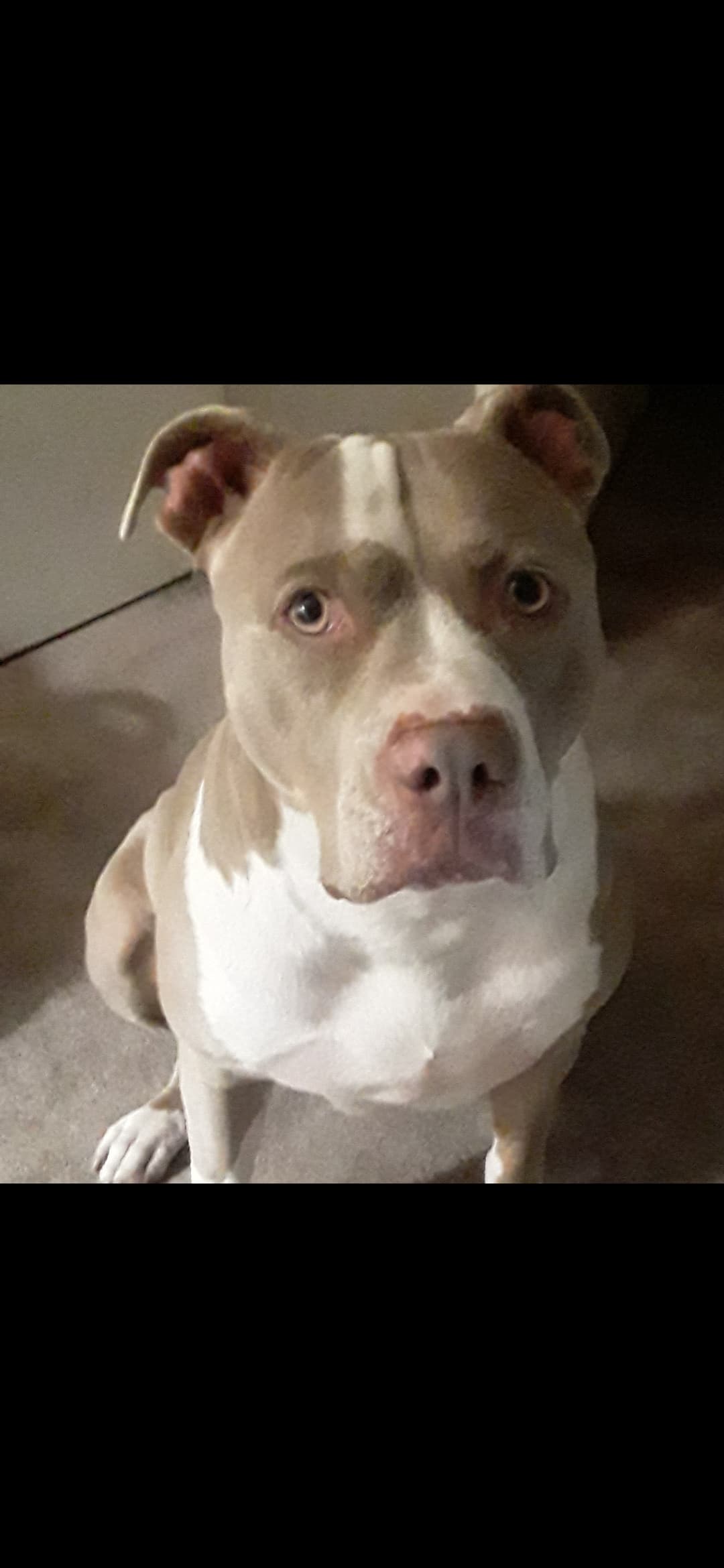 Photo of Rajah