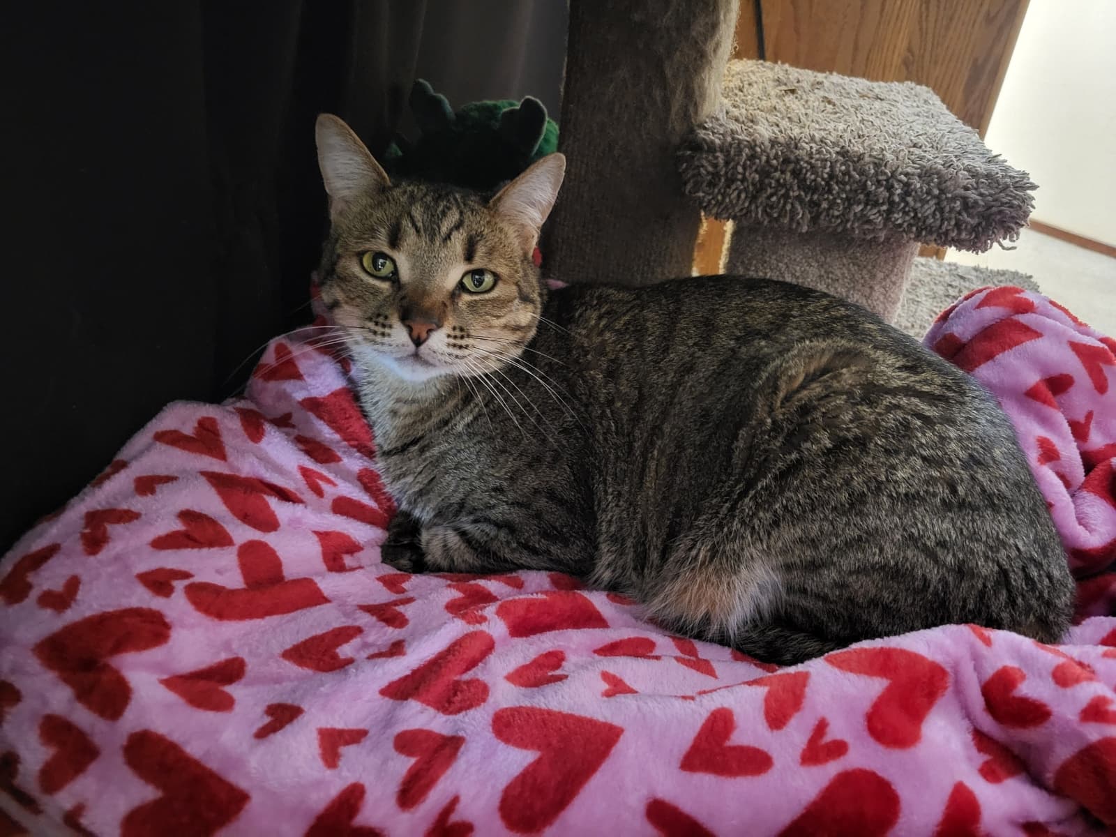 Photo of Dexter