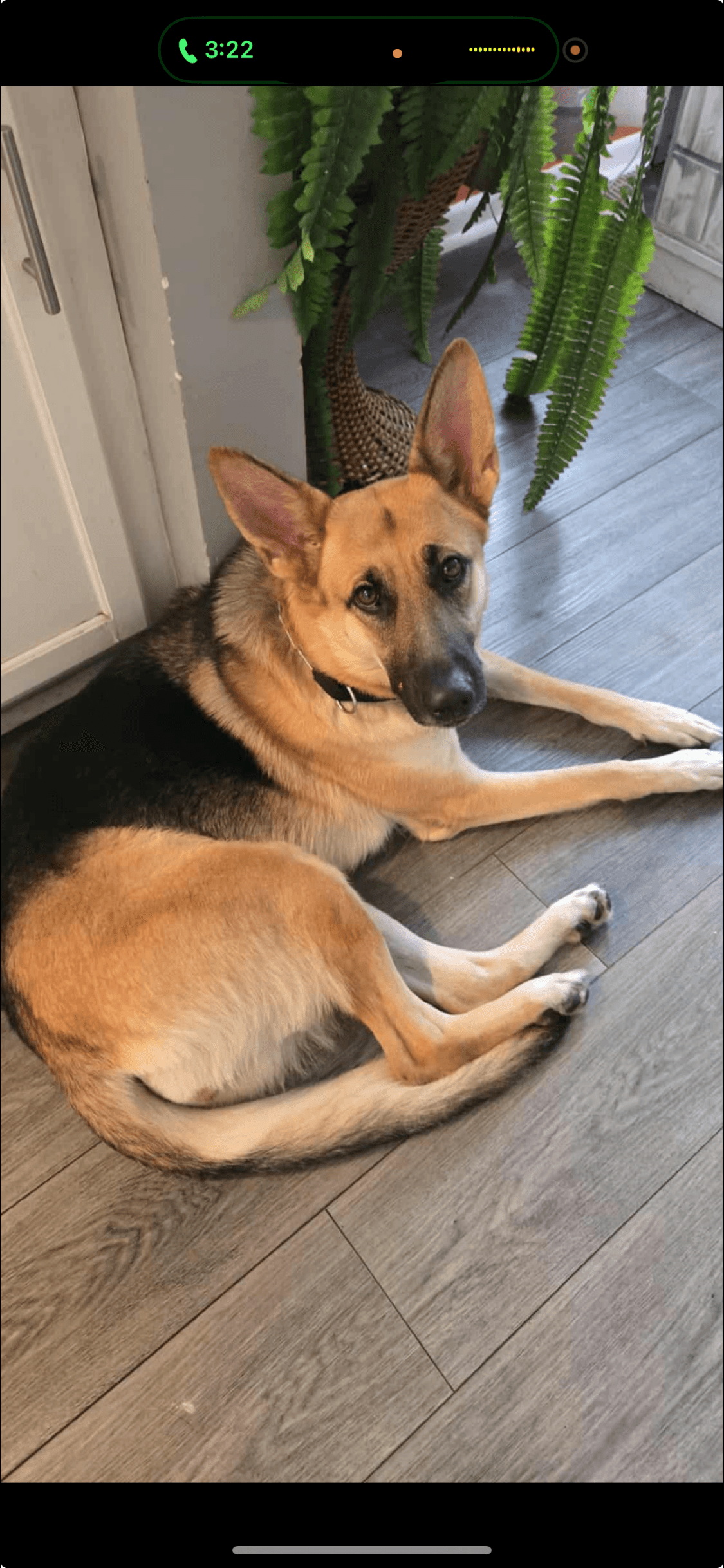 Photo of Ziva
