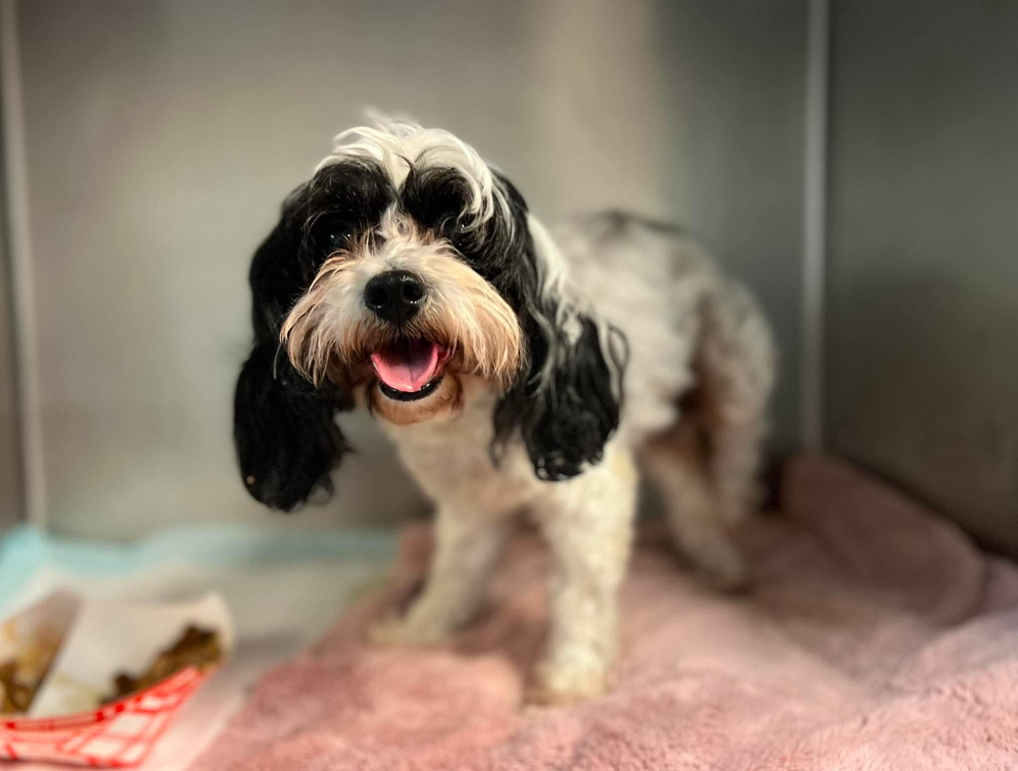 Photo of Zuzu
