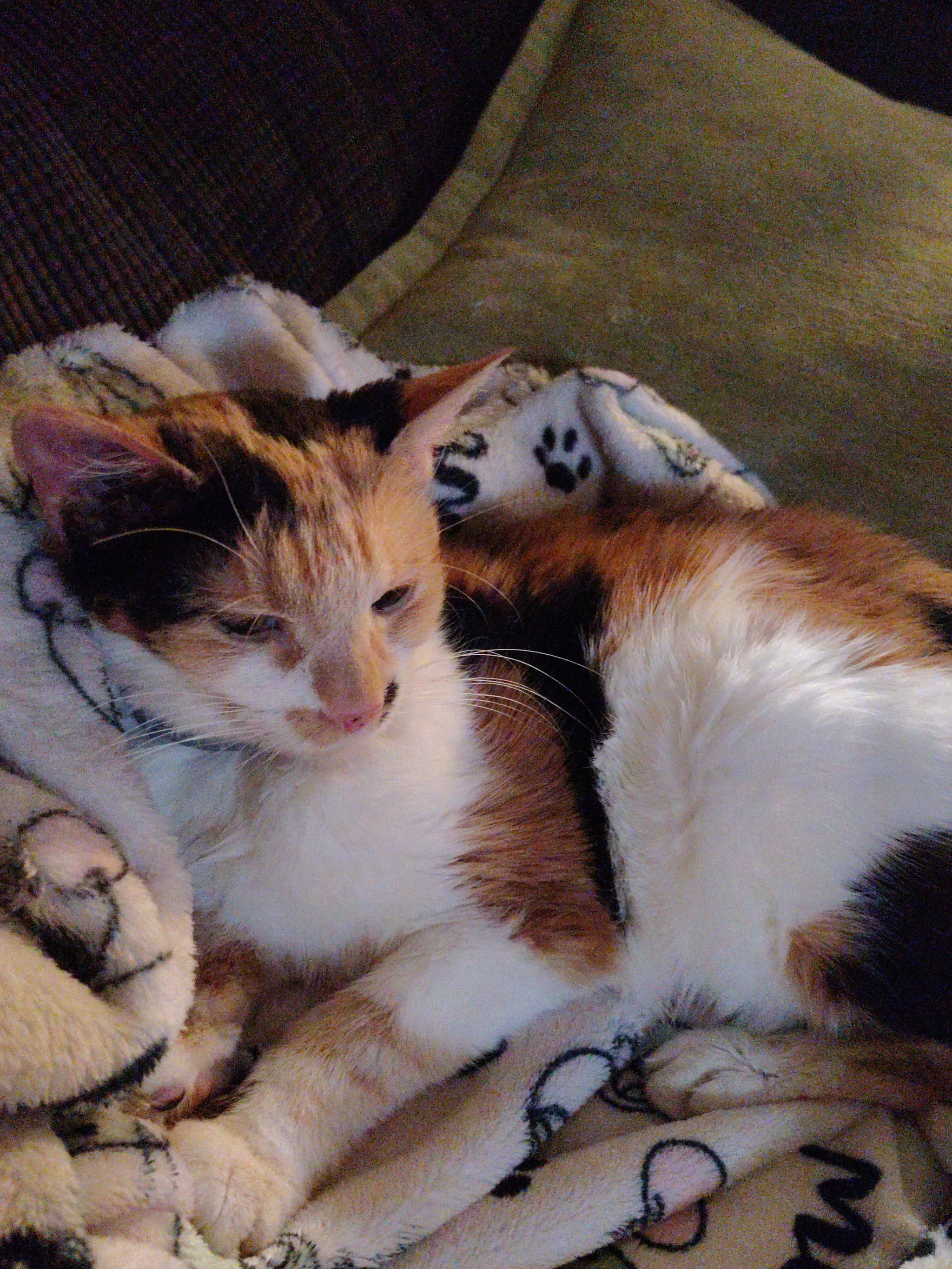 Photo of Callie