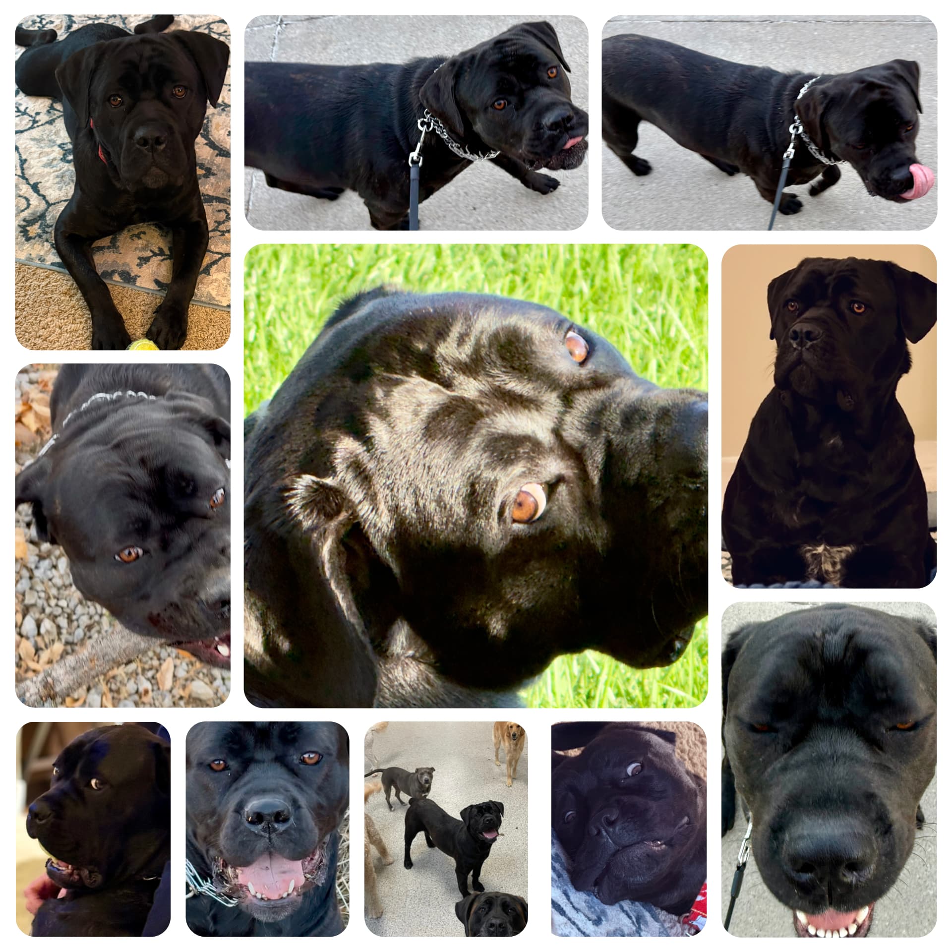 Photo of Nala