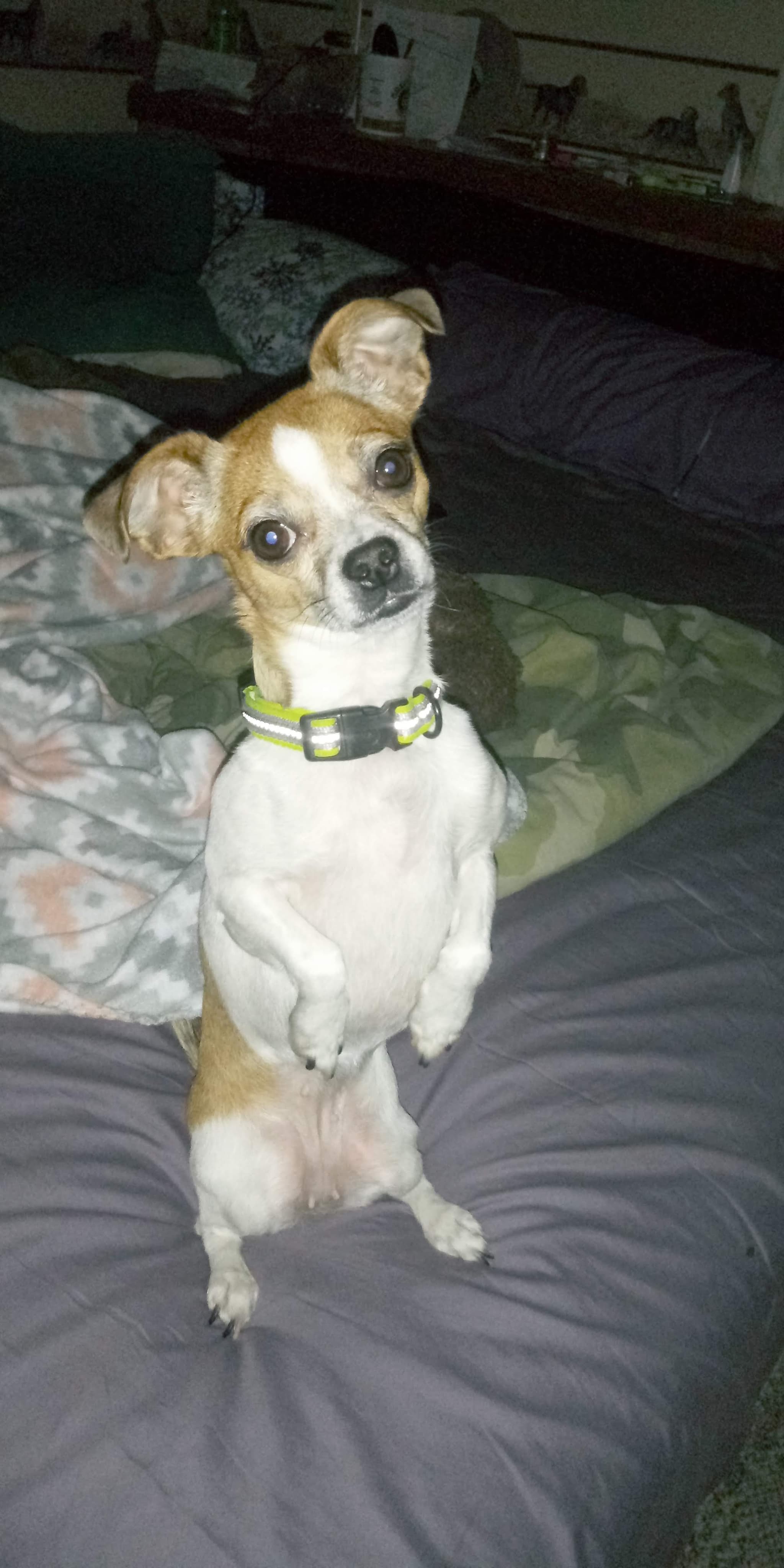 Photo of Puppy