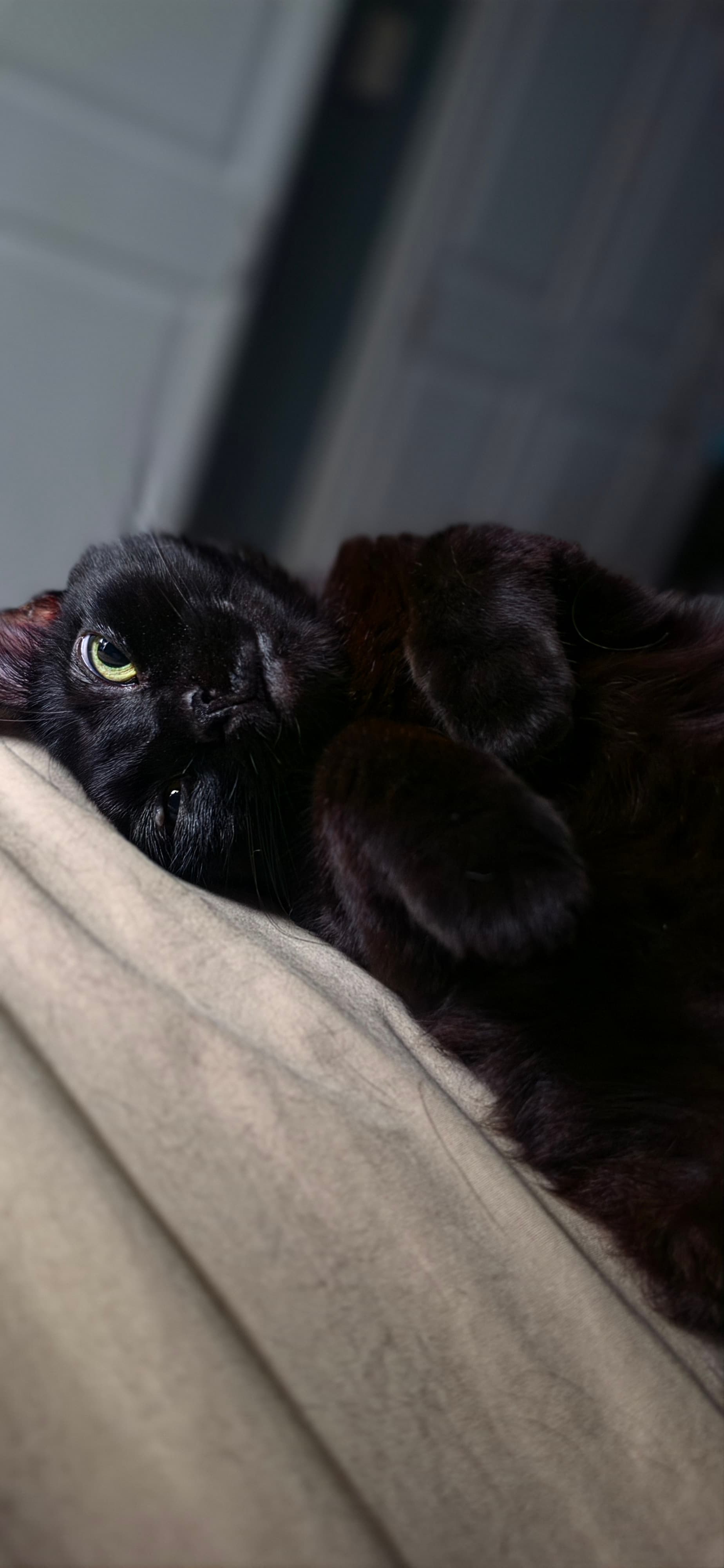 Photo of Ebony