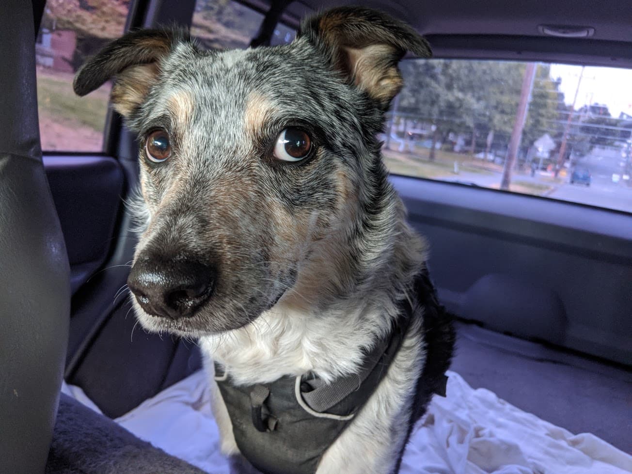Photo of Cosmo
