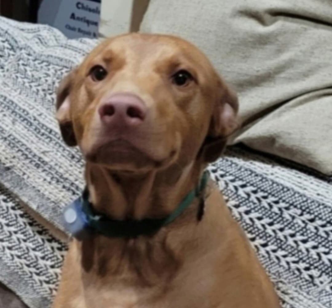 Photo of HAZEL