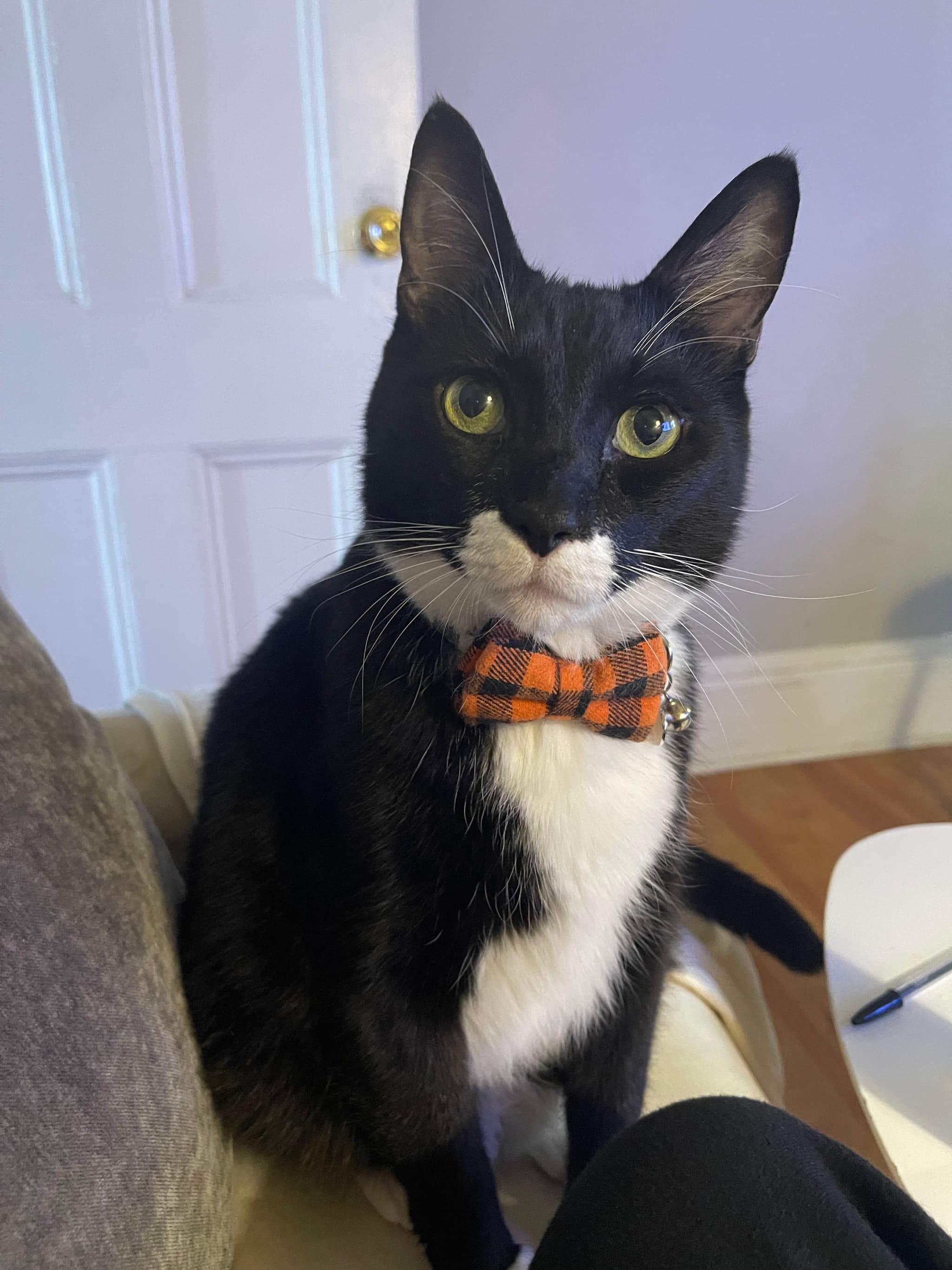 Photo of Obi