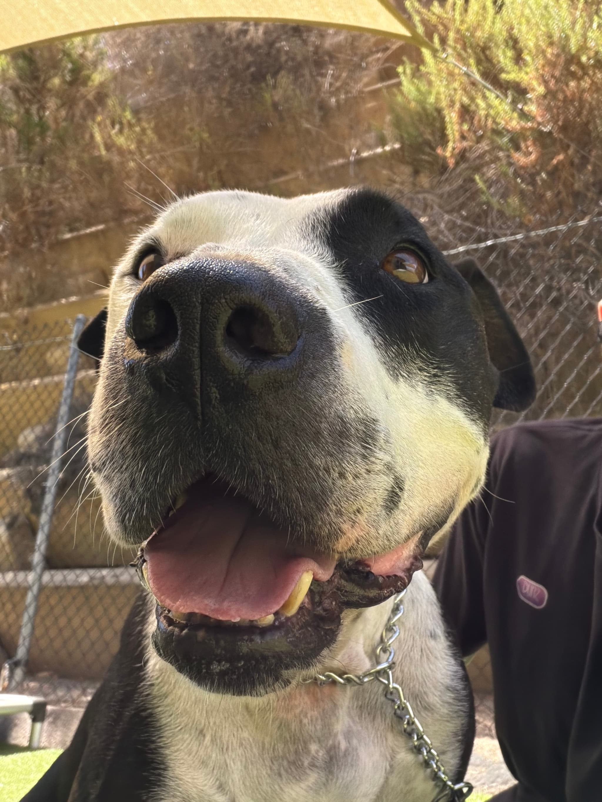 Photo of Buddy