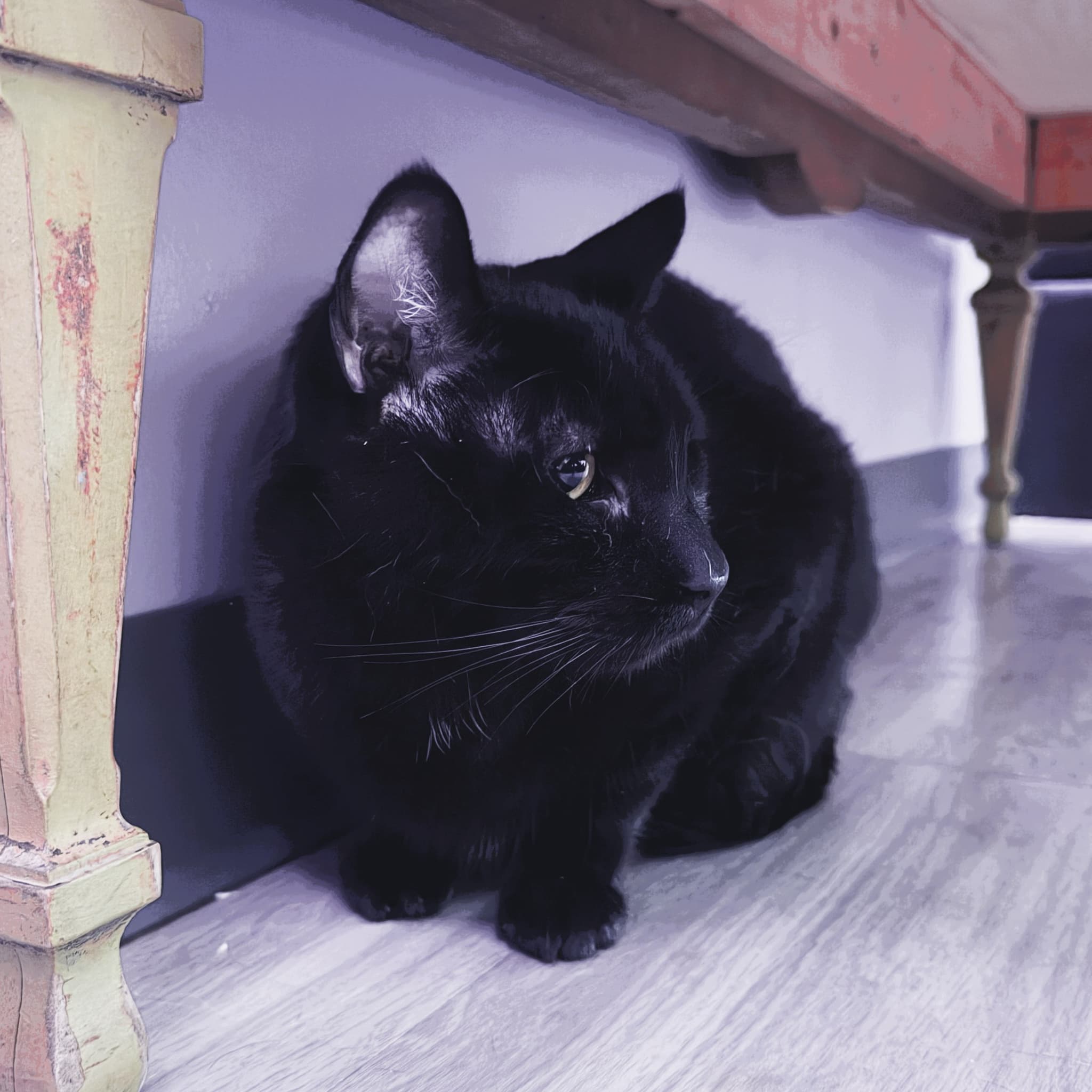 Photo of Sayeh (Shadow)