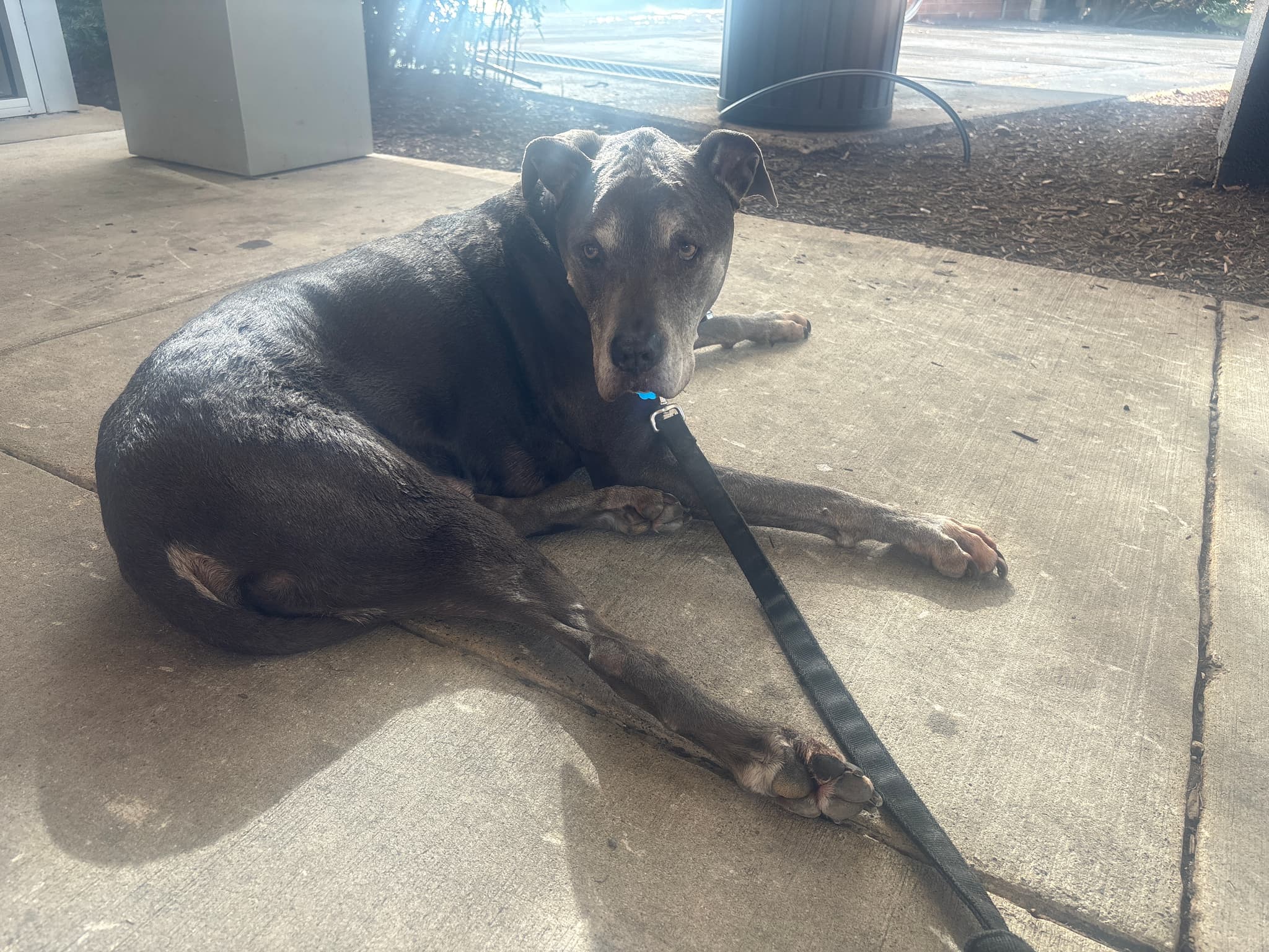 Photo of Brutus