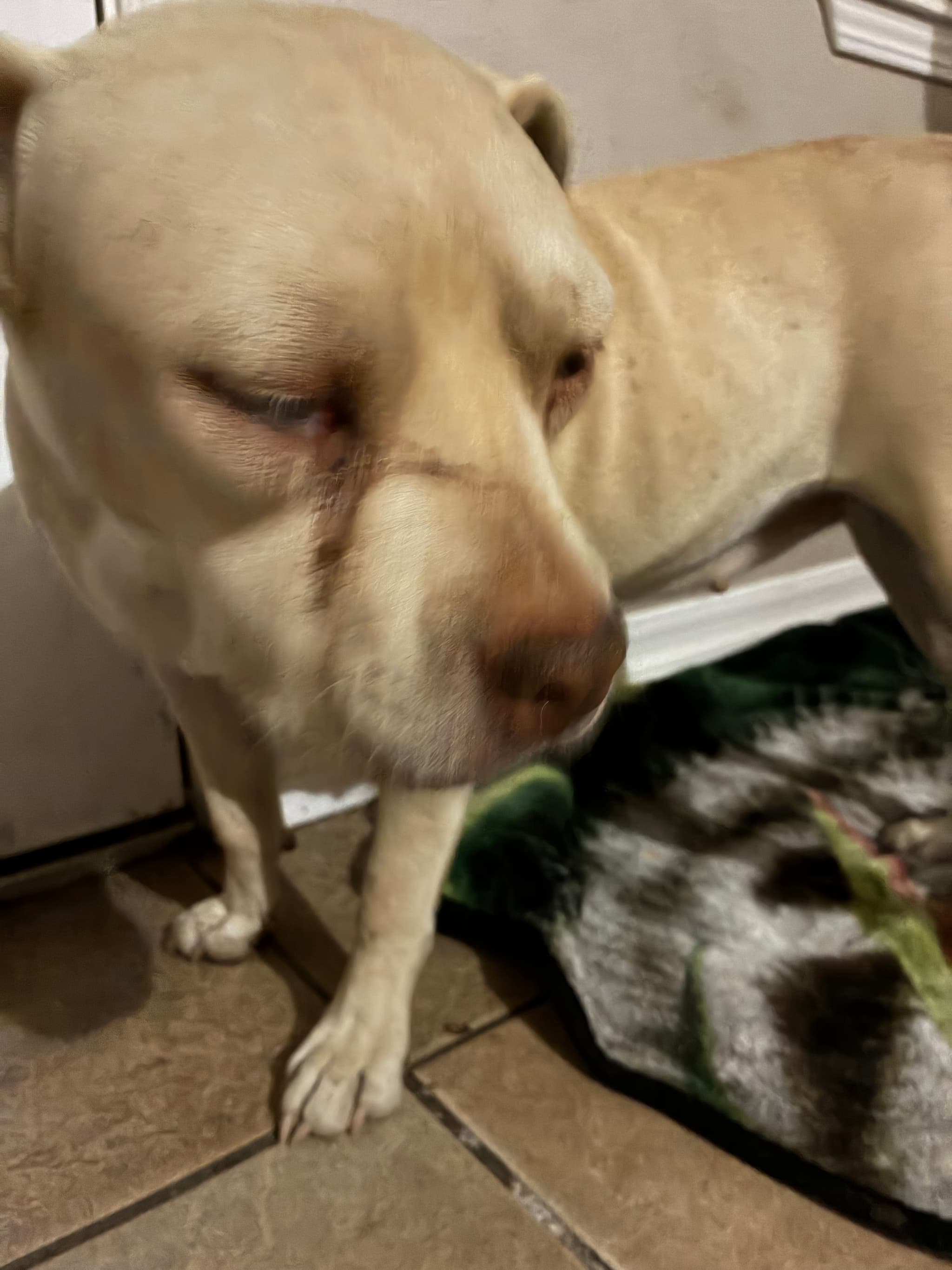 Photo of Nala