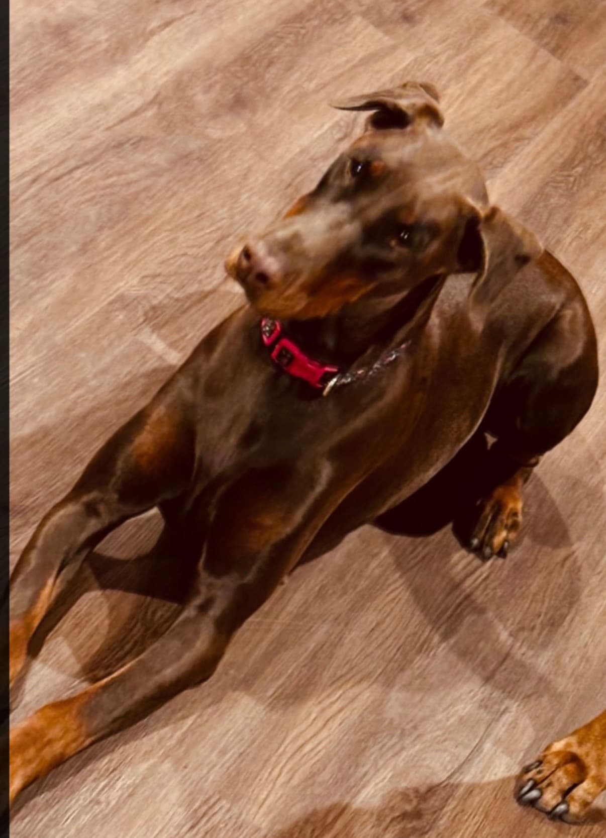 Photo of Koa