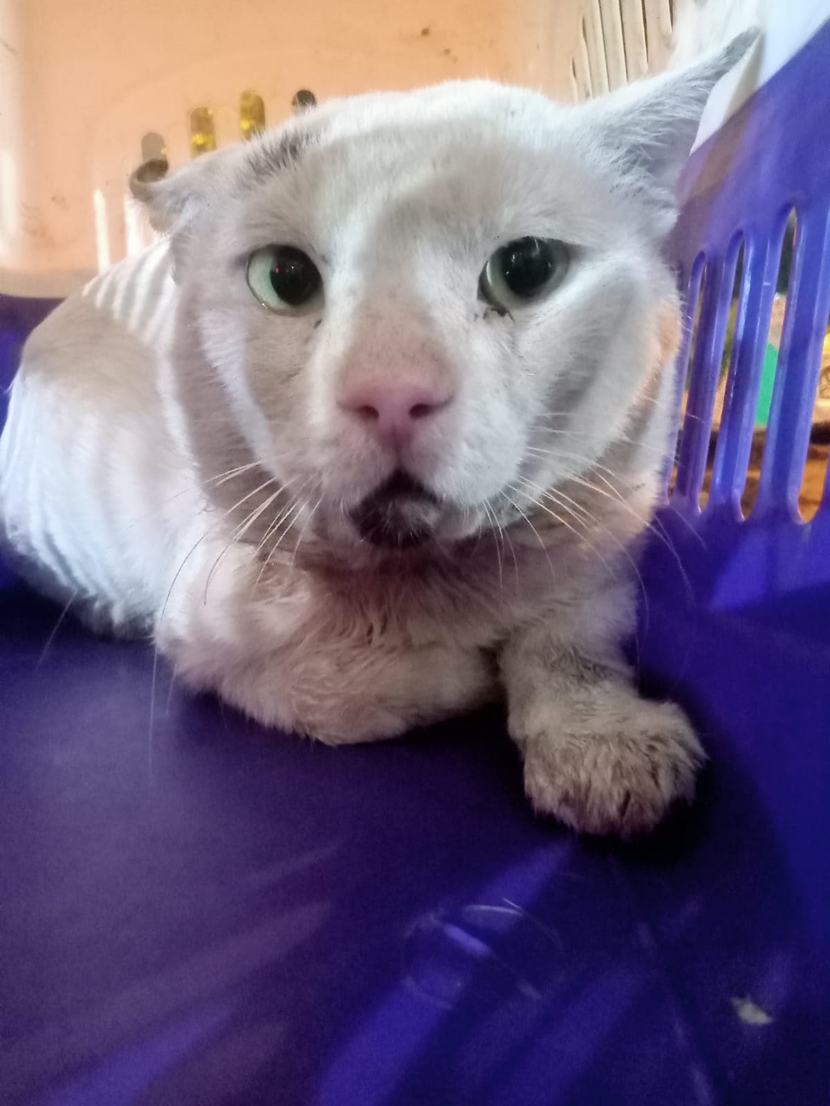 Photo of Stanley