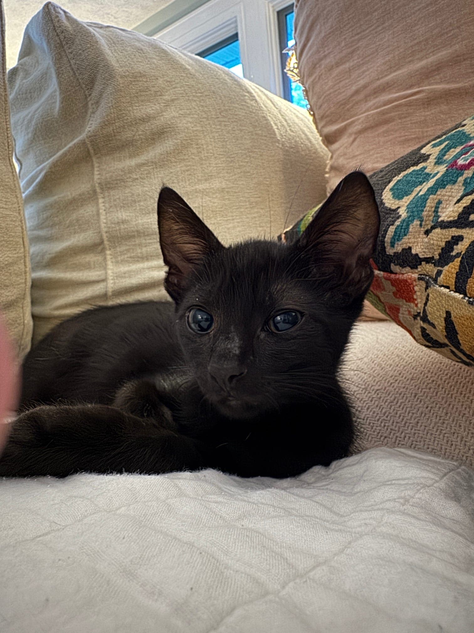 Photo of Theodore