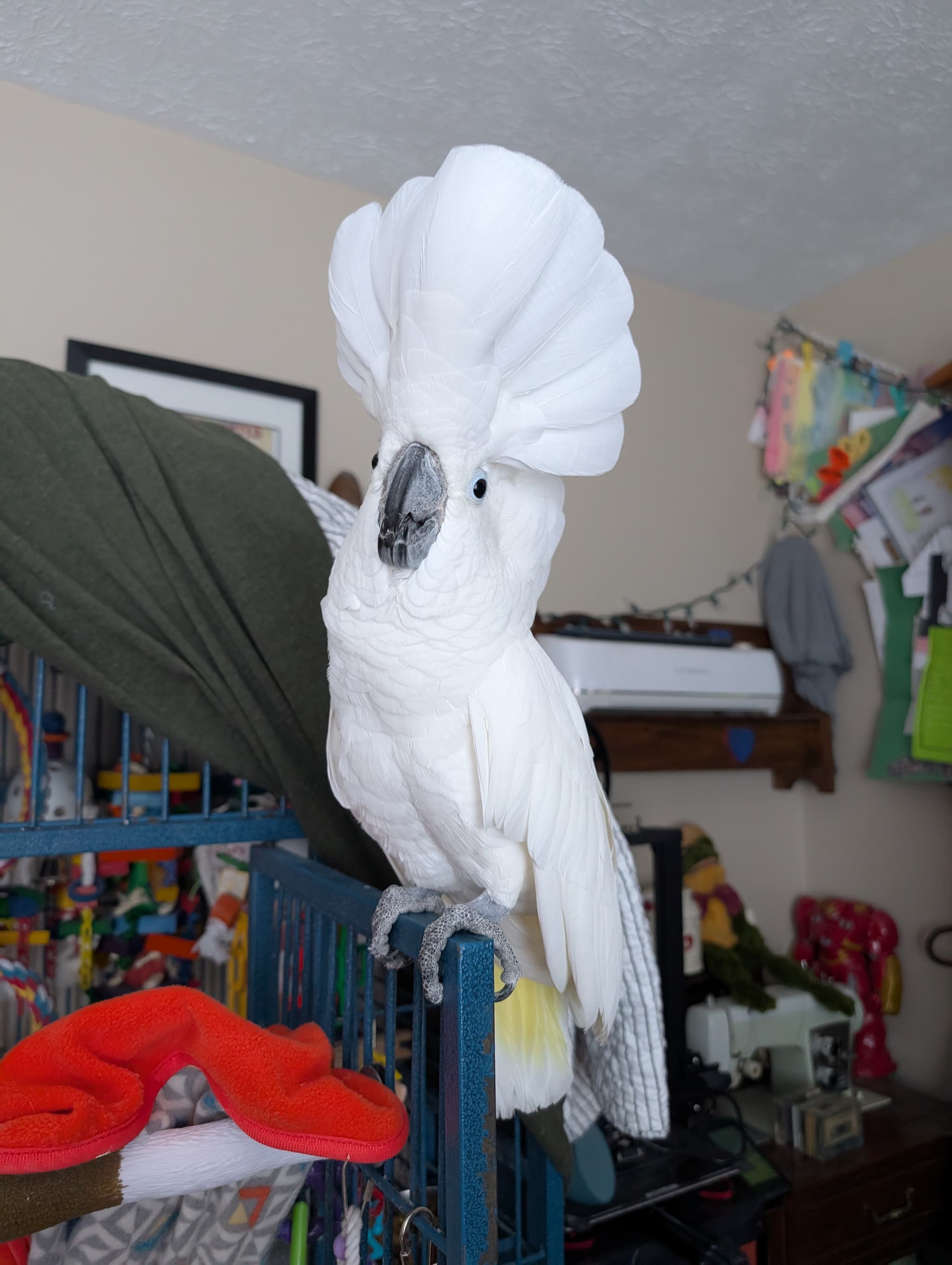 Photo of Hollypaul