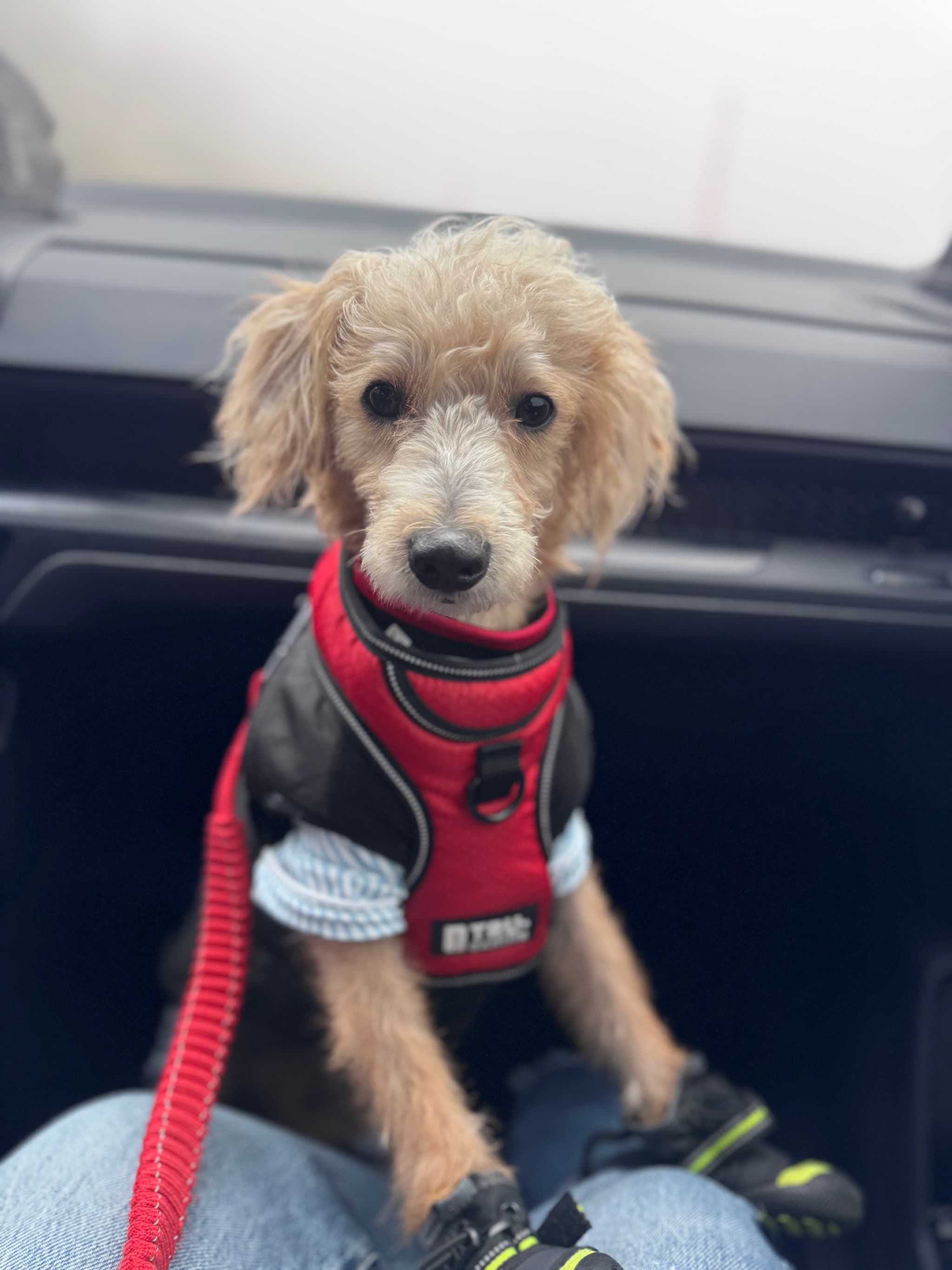 Photo of Chase