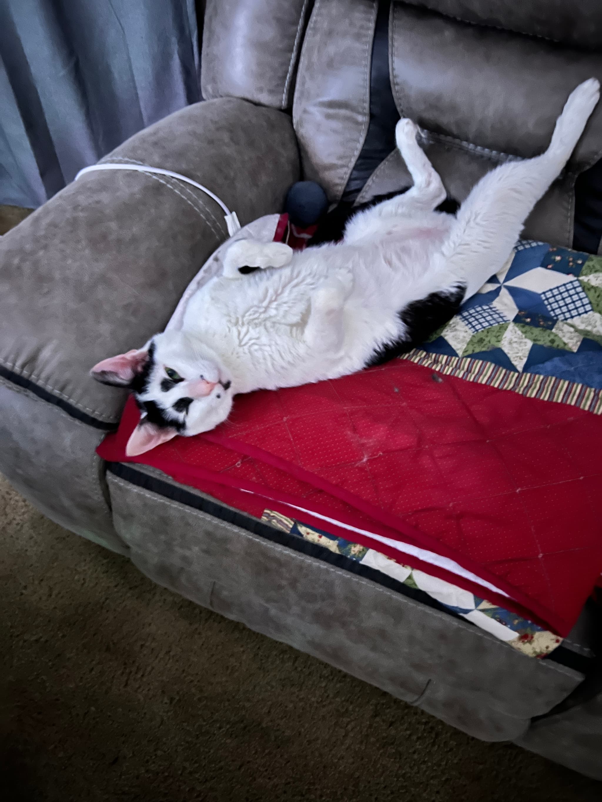 Photo of Gizmo