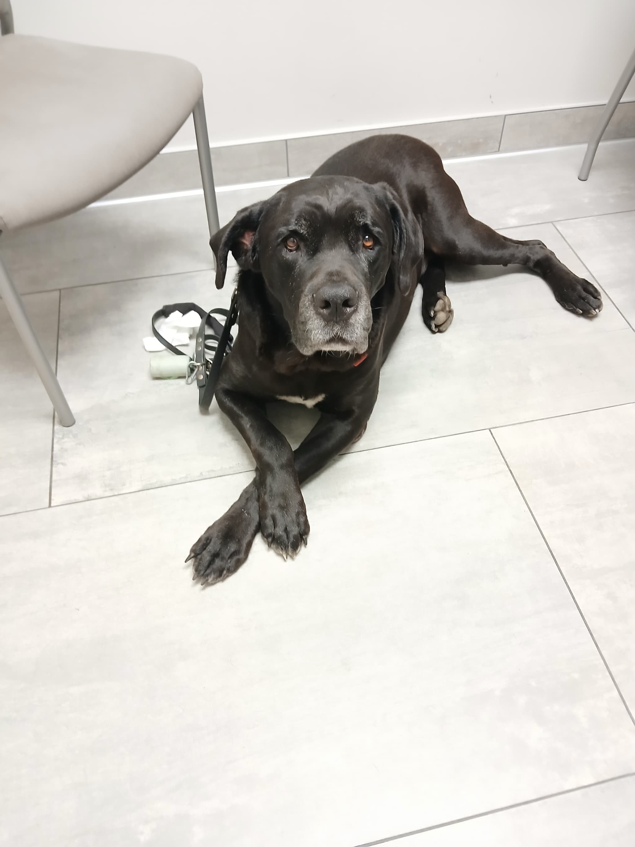 Photo of Kimbo
