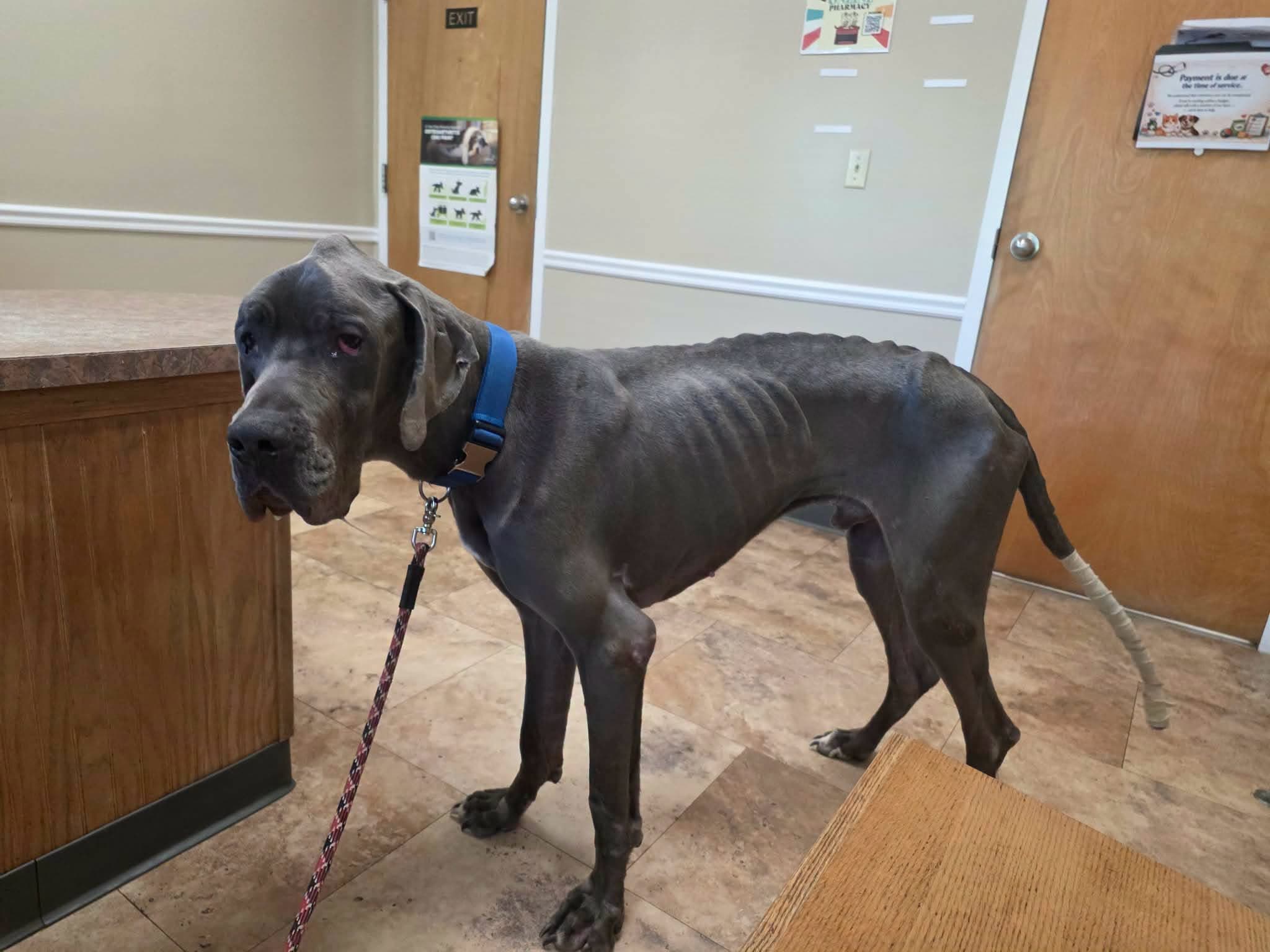 Photo of Odin