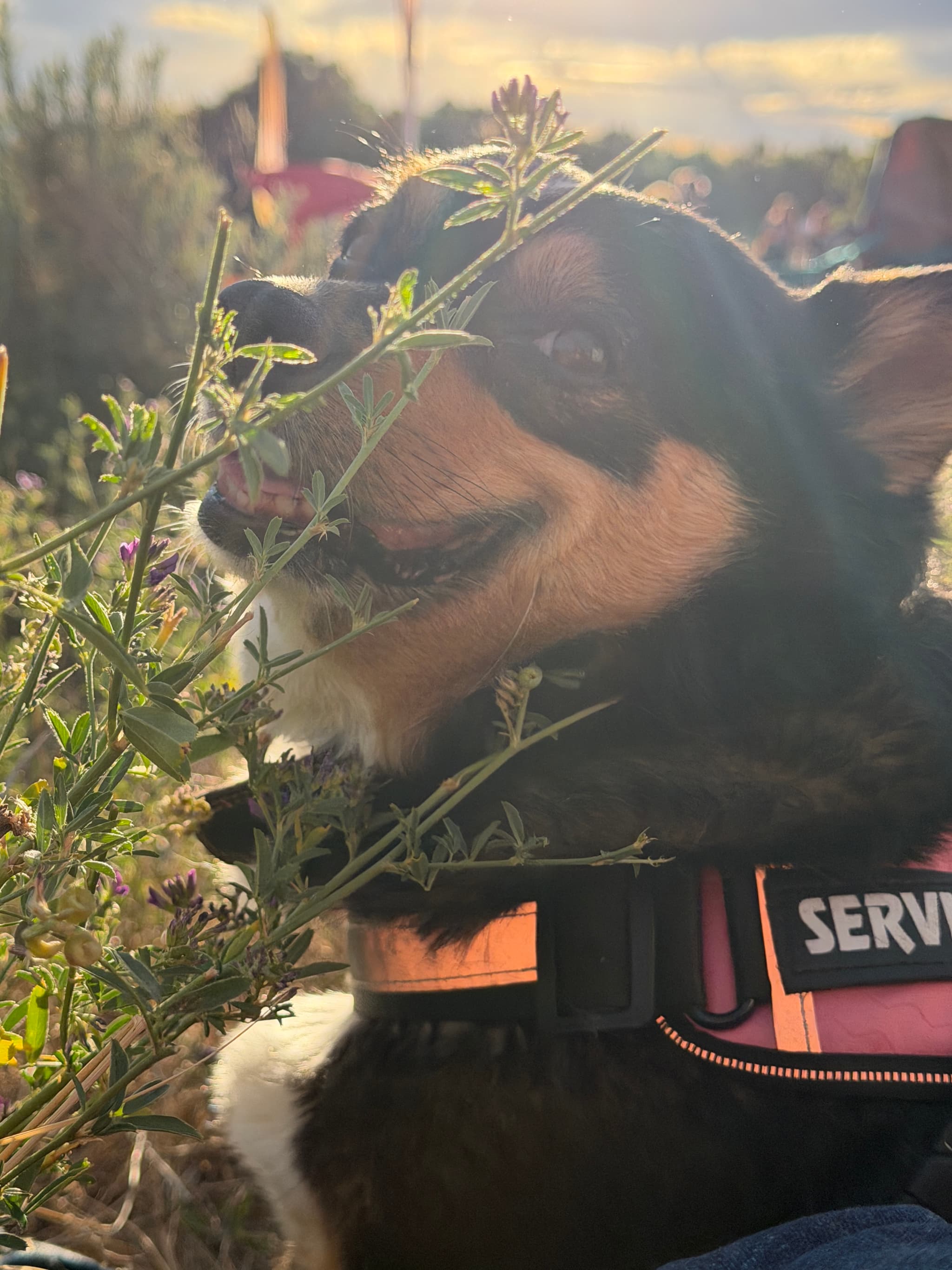 Photo of Mia
