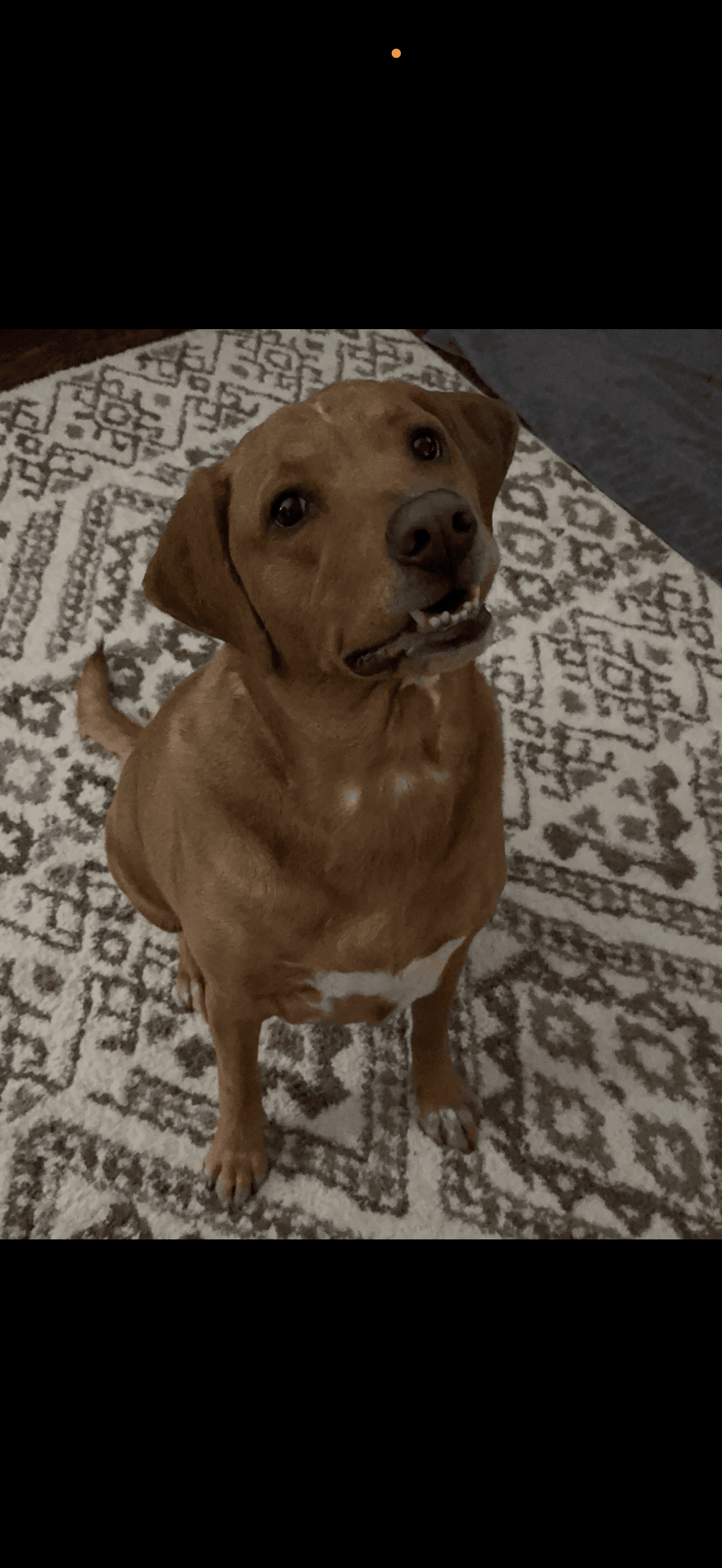 Photo of Posie