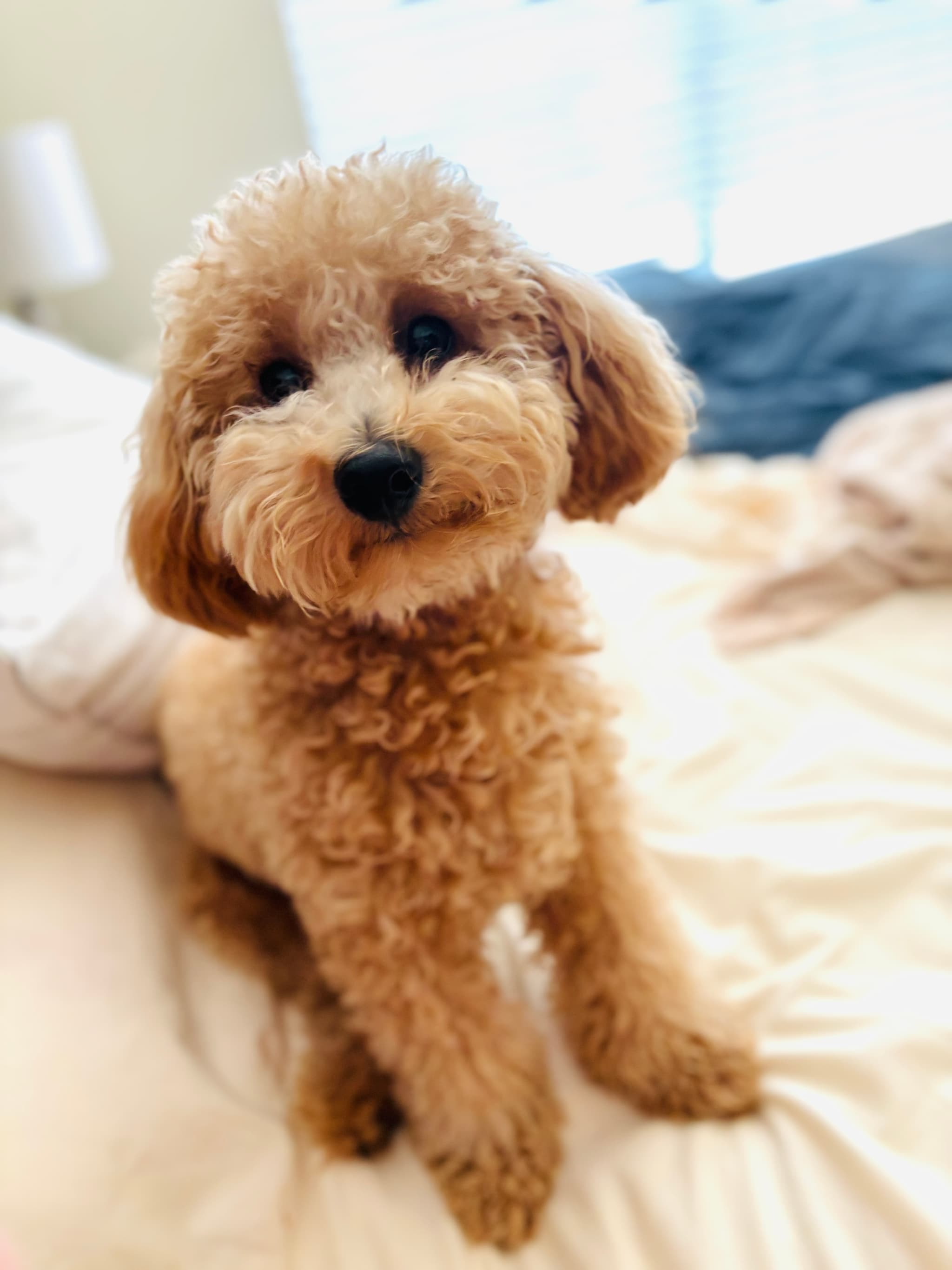 Photo of Oliver