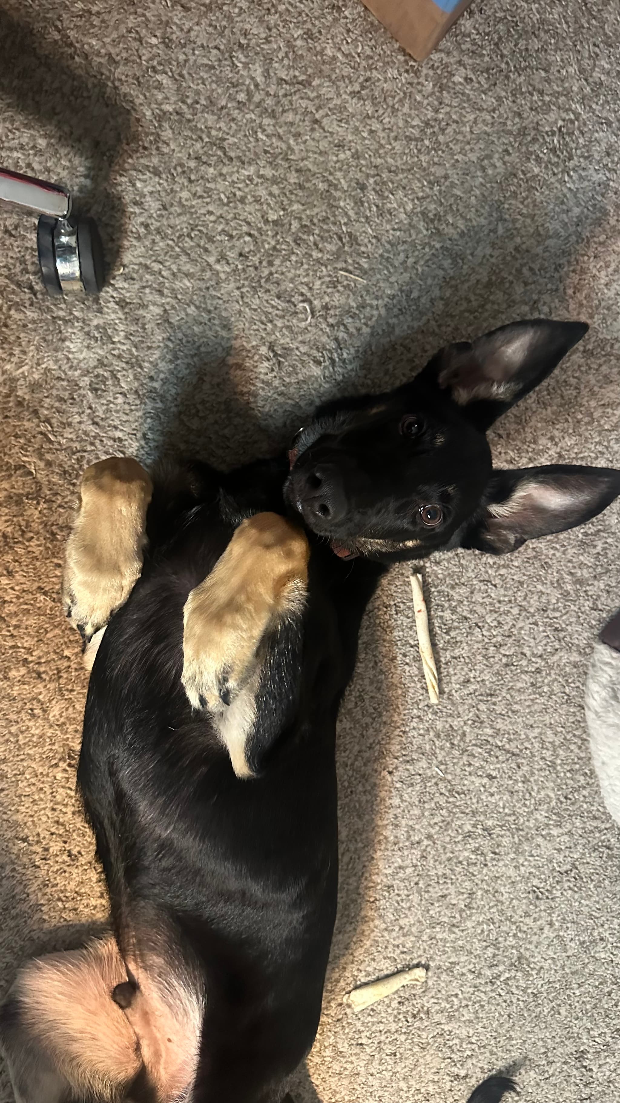 Photo of Ace