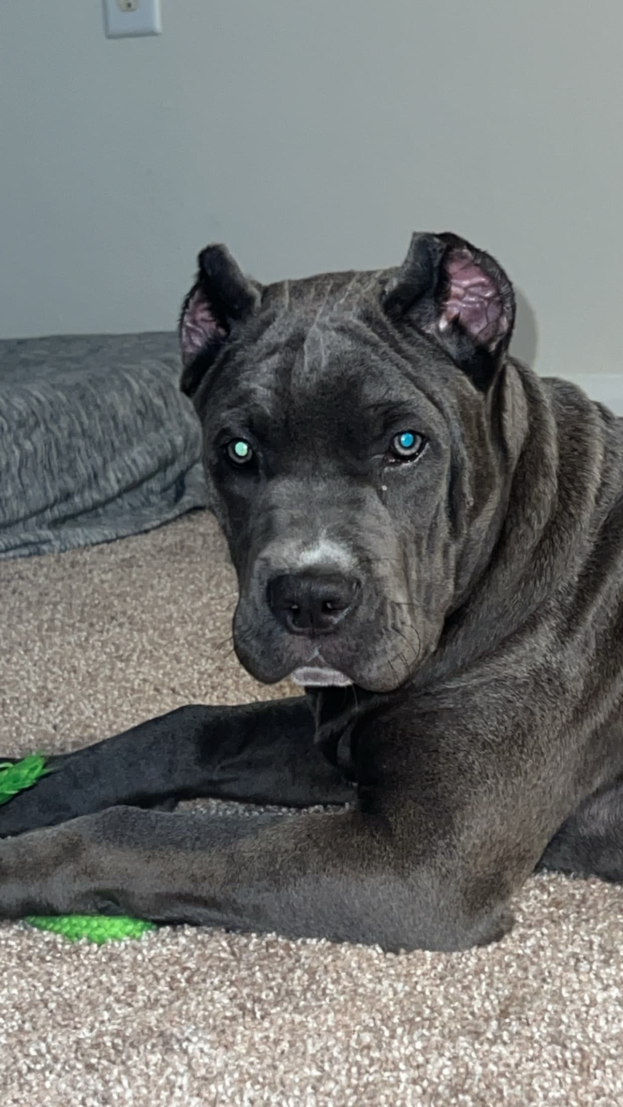 Photo of Gotti Webtser