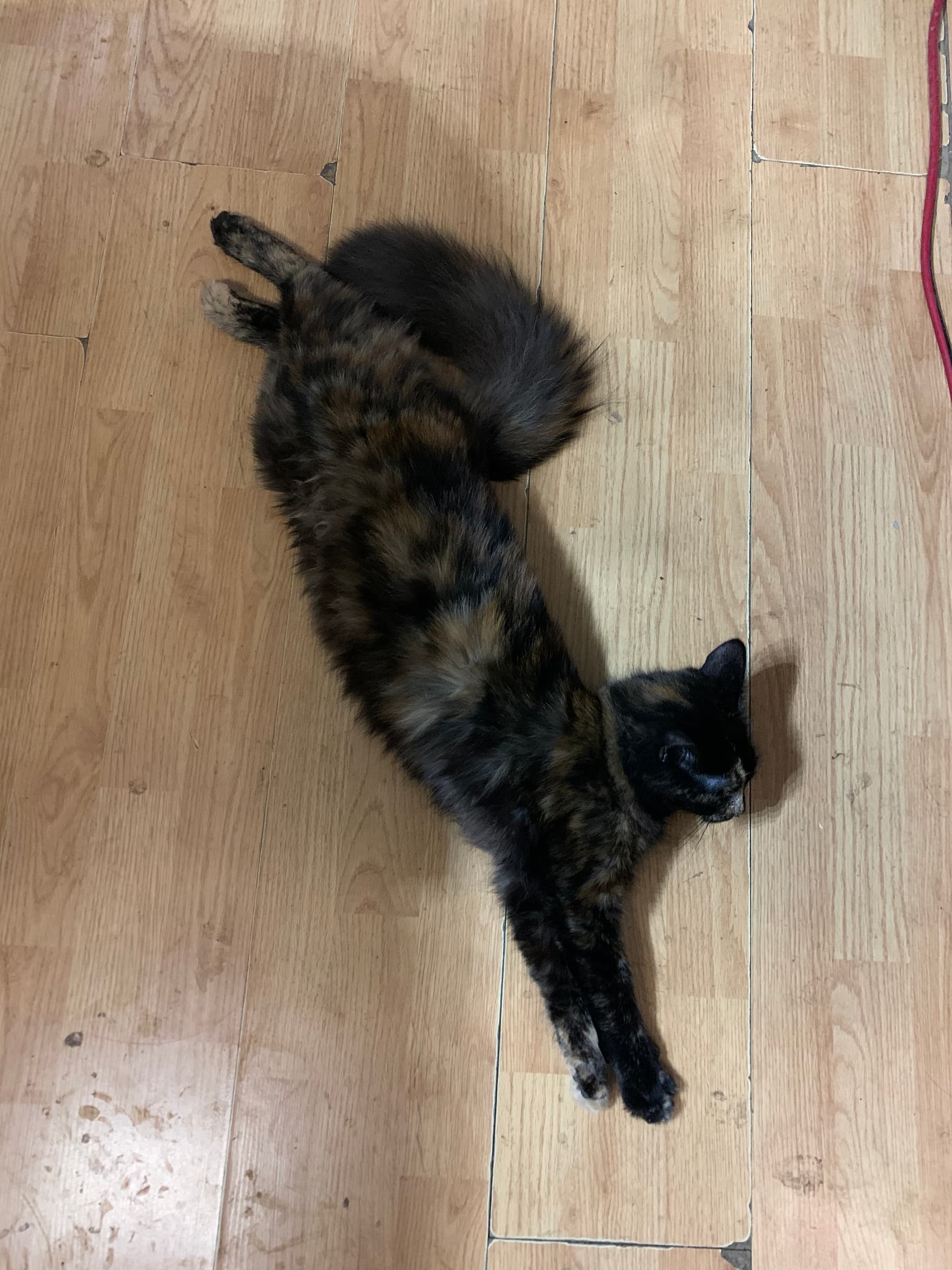 Photo of Cali