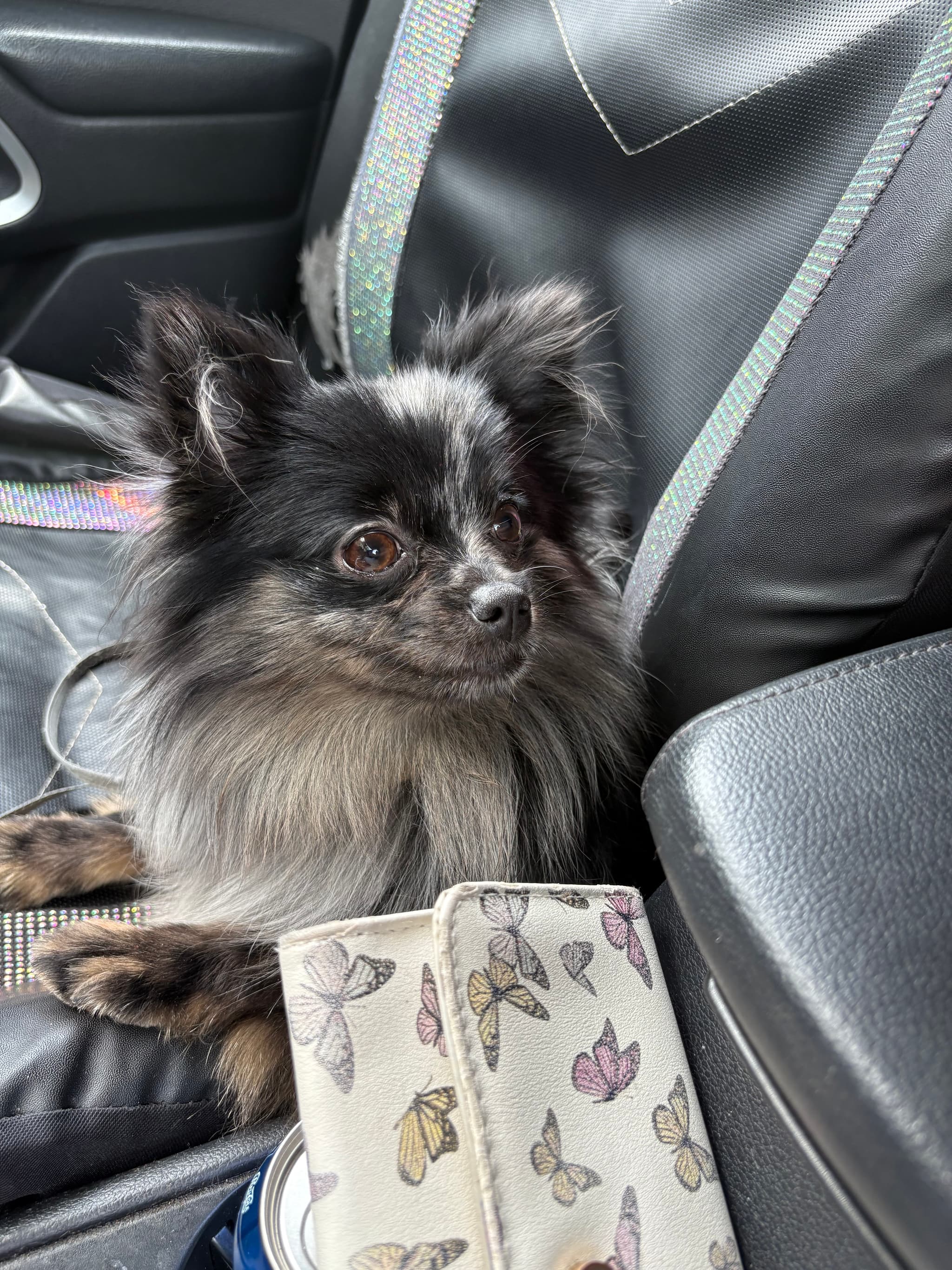 Photo of Stormy