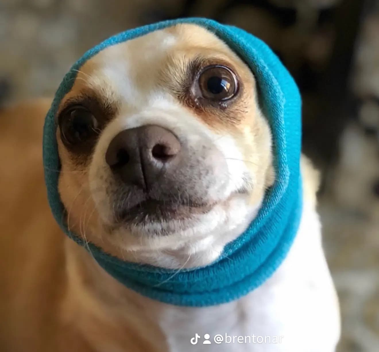 Photo of Max