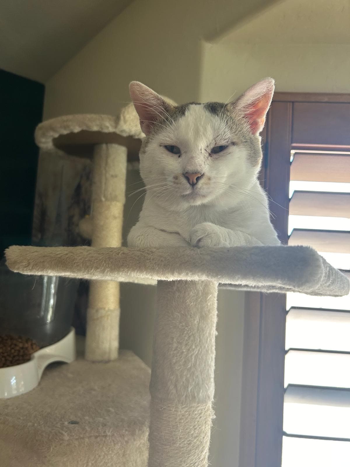 Photo of Latte